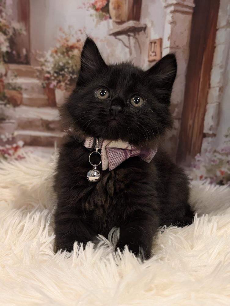 Paris, Adoptable, Kitten Female Domestic Medium Hair.
