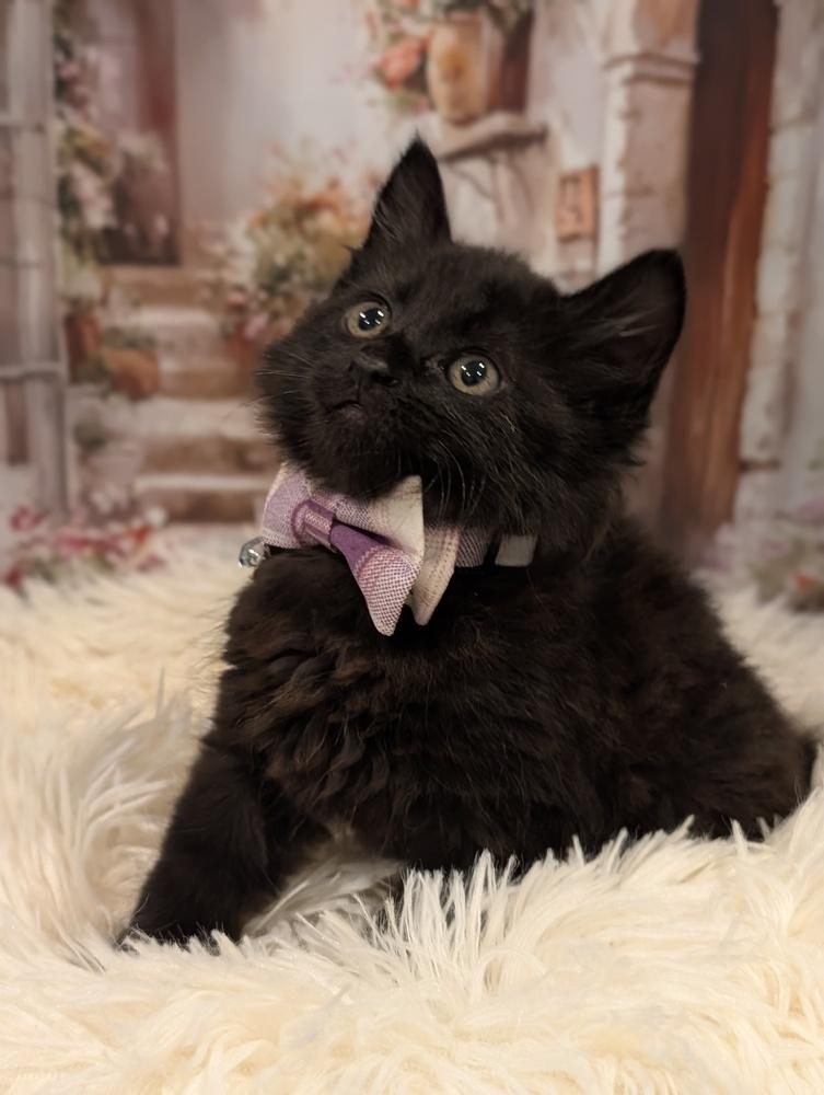 Paris, a Adoptable Domestic Medium Hair in Fremont, CA image 2/5