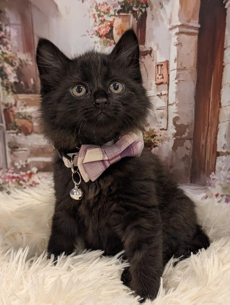 Paris, a Adoptable Domestic Medium Hair in Fremont, CA image 3/5