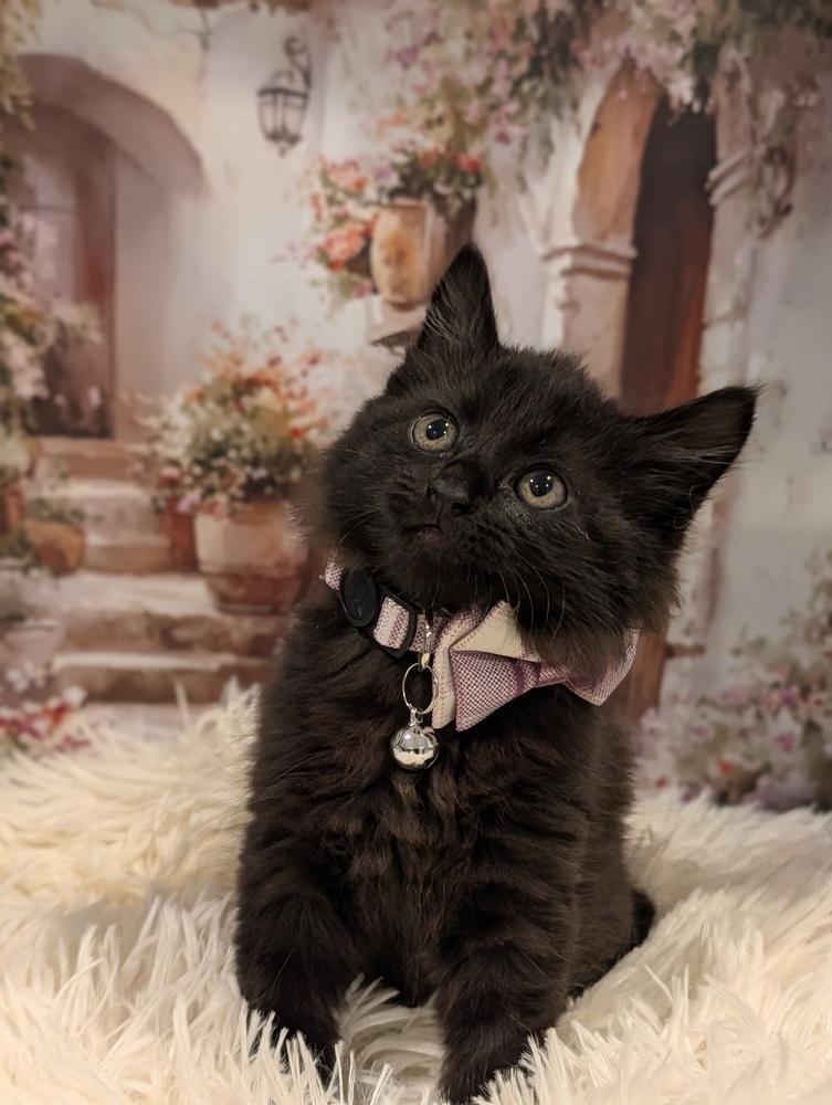 Paris, a Adoptable Domestic Medium Hair in Fremont, CA image 4/5