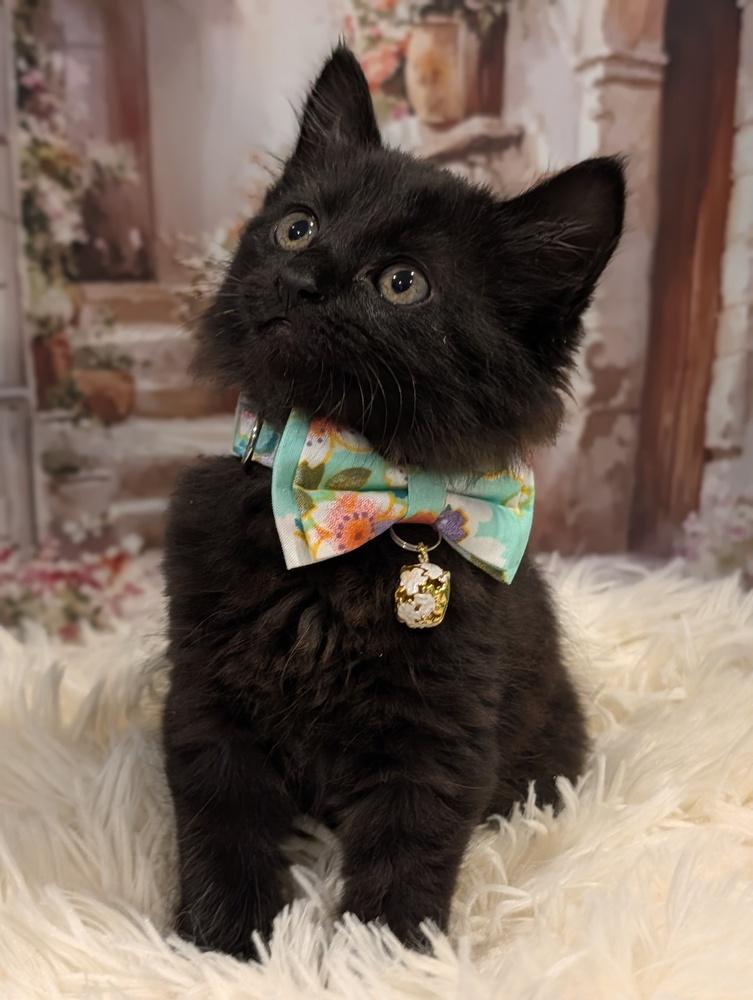 Paris, a Adoptable Domestic Medium Hair in Fremont, CA image 5/5
