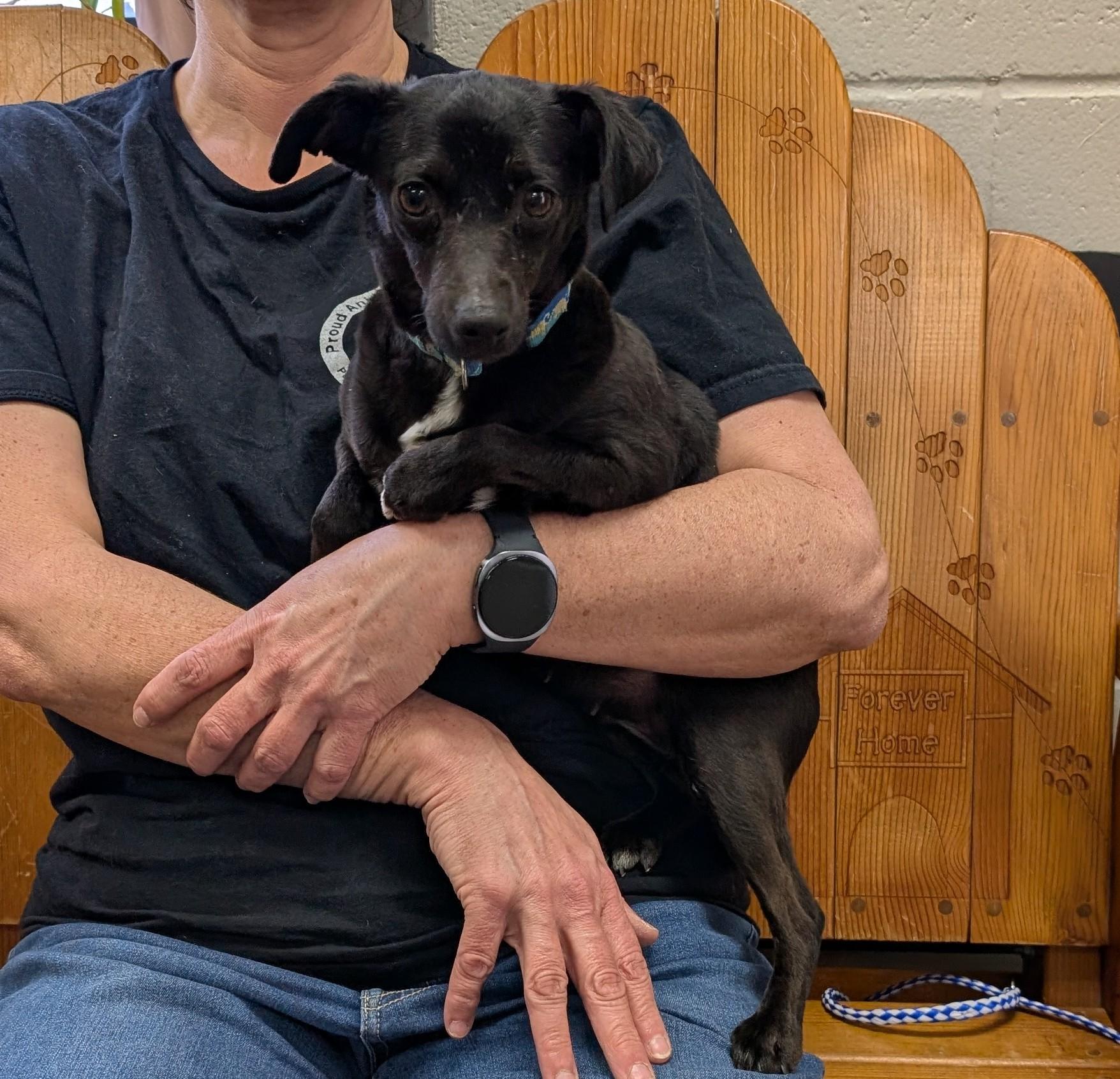 Chai, ADOPTABLE, Adult Female Chihuahua.