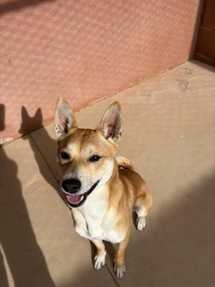 Enlarge Ryo , a ADOPTABLE Shiba Inu in Ivins, UT image 4/4