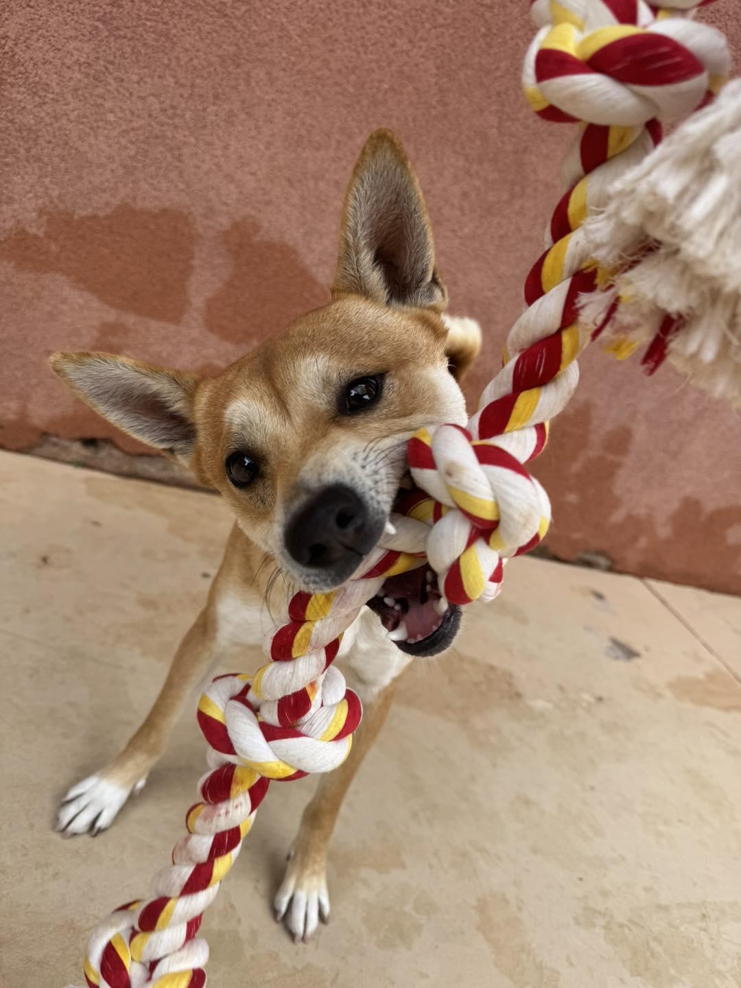 Ryo , ADOPTABLE, Young Male Shiba Inu.