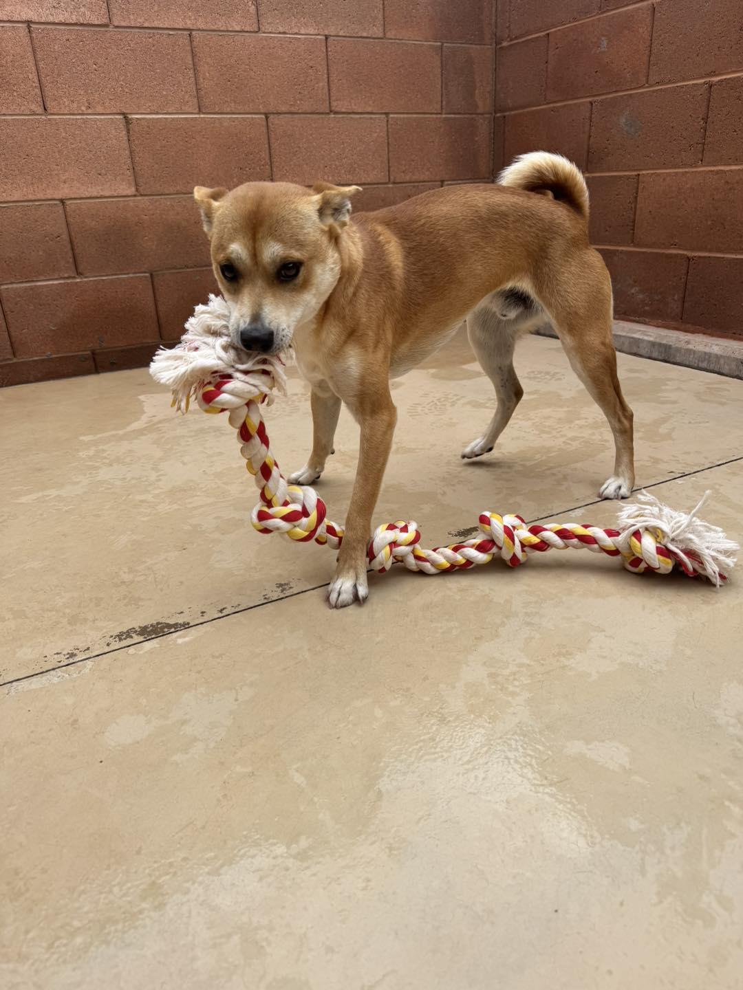 Enlarge Ryo , a ADOPTABLE Shiba Inu in Ivins, UT image 2/4