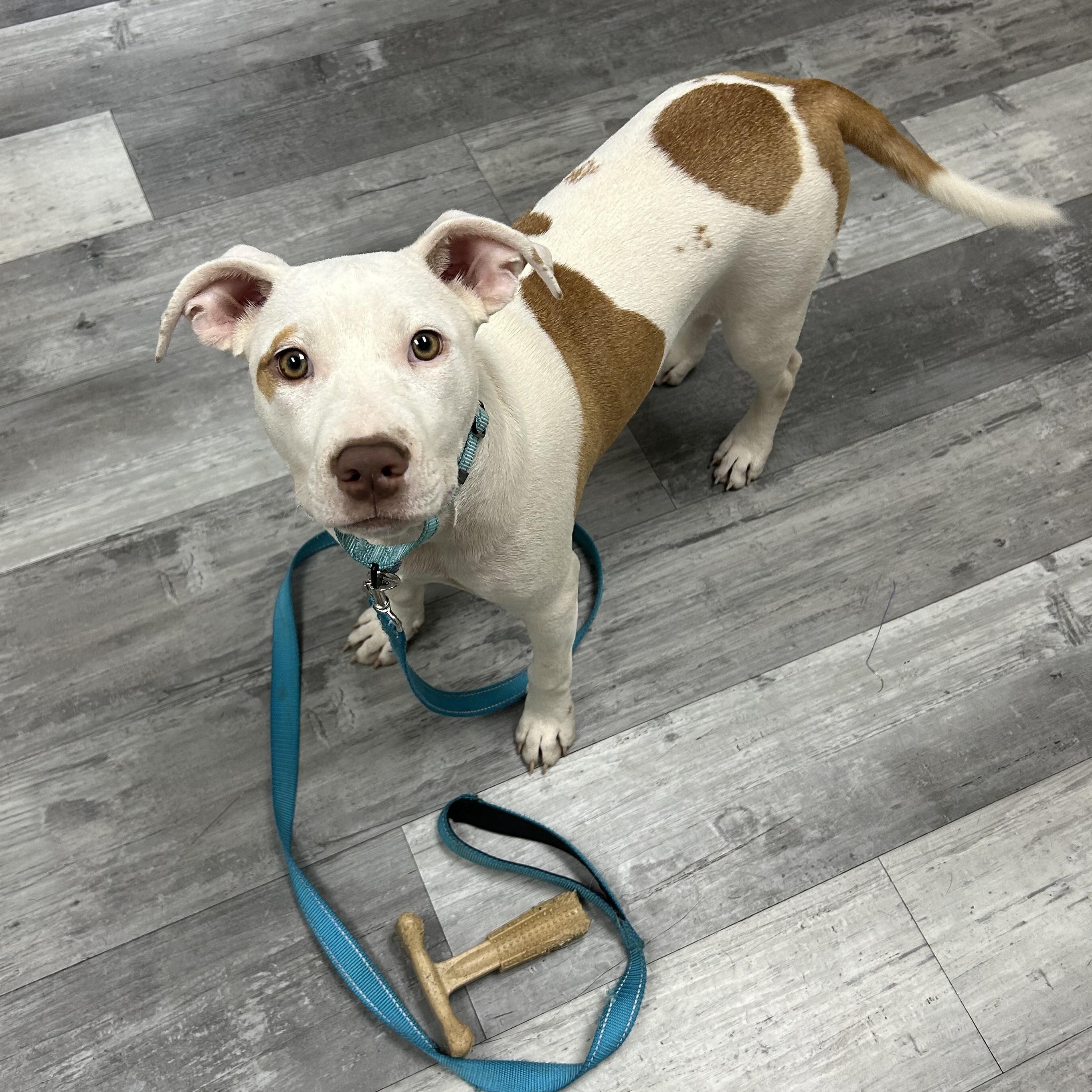 Lyra