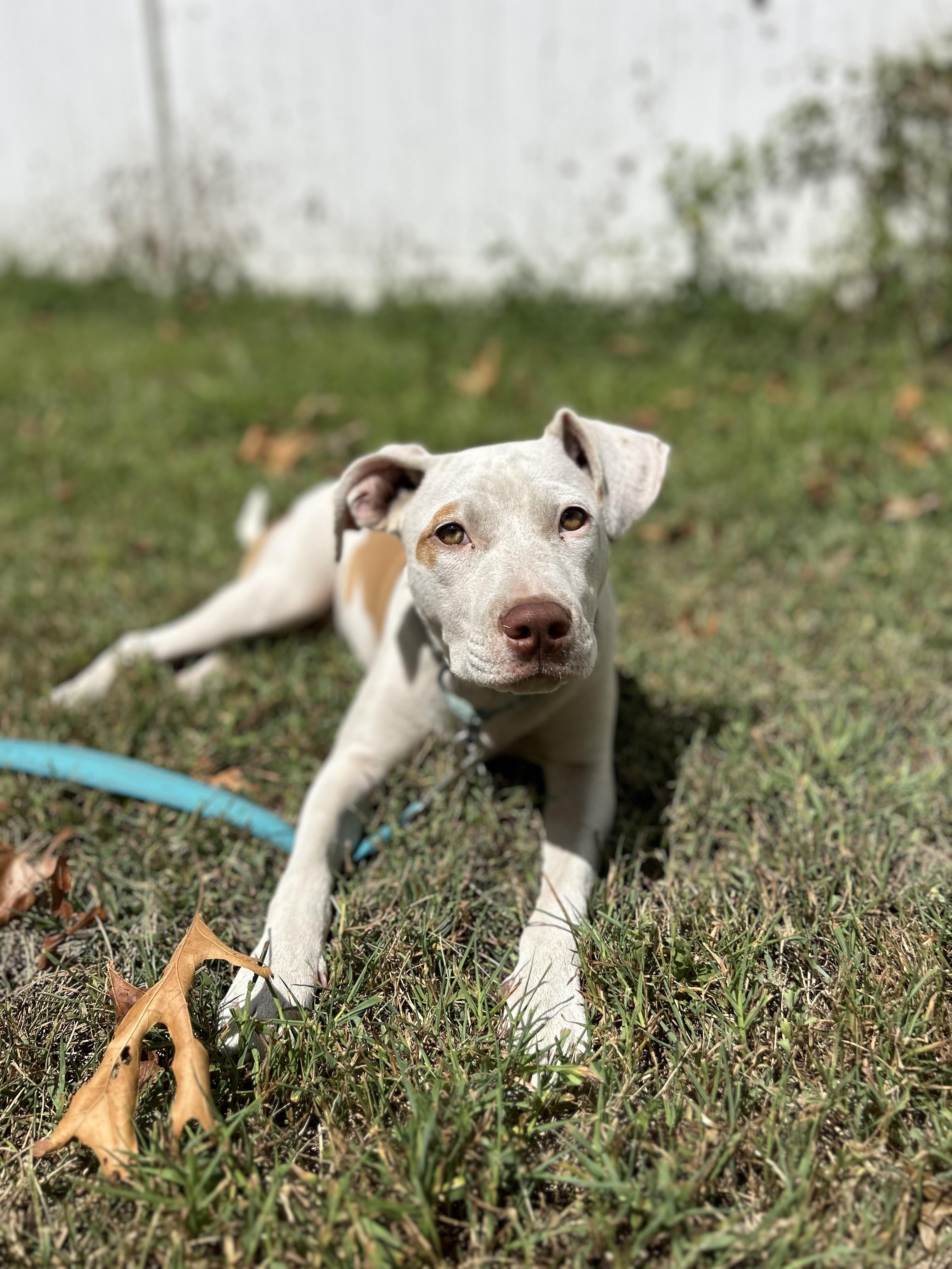 Lyra