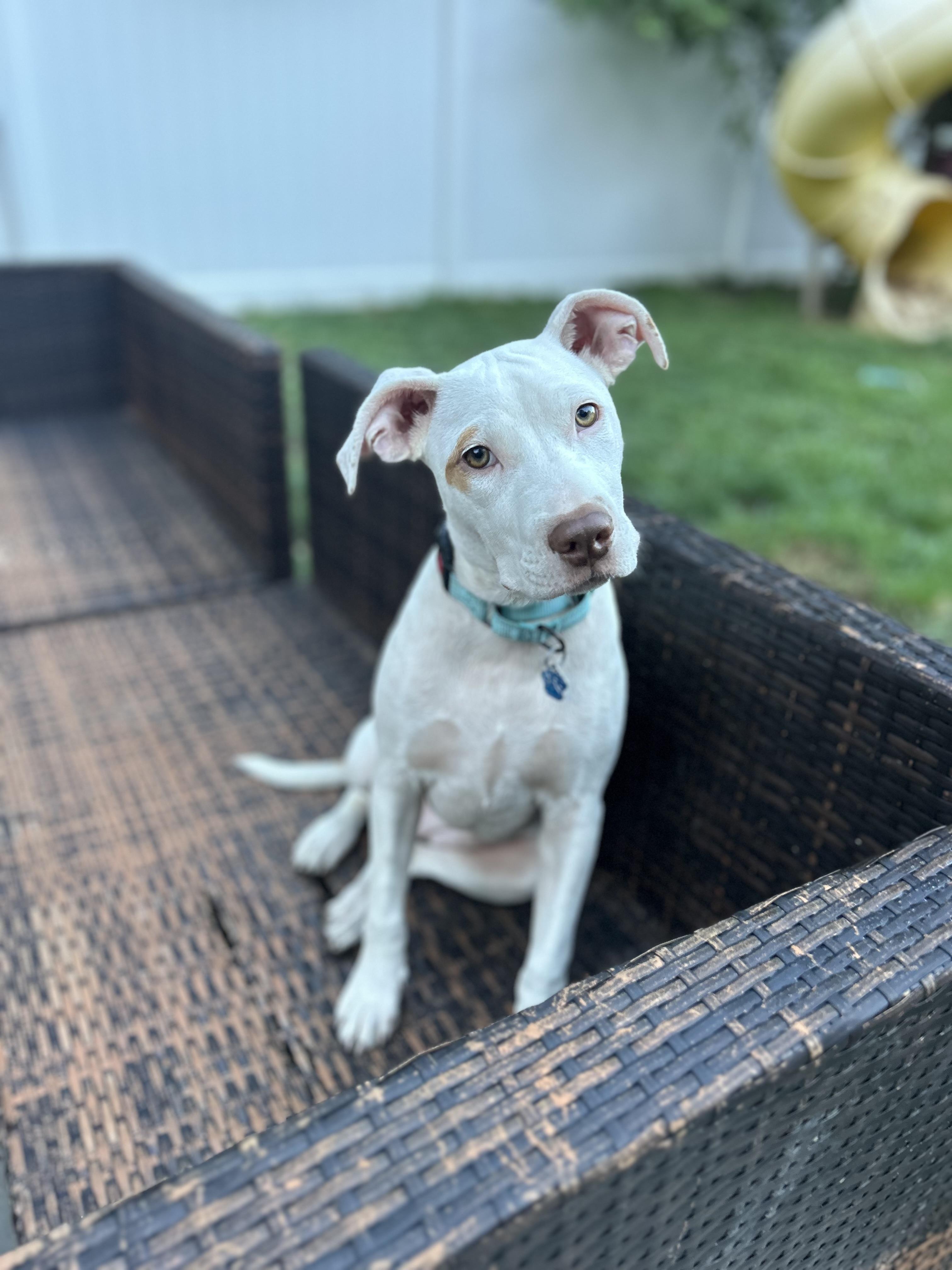 Lyra