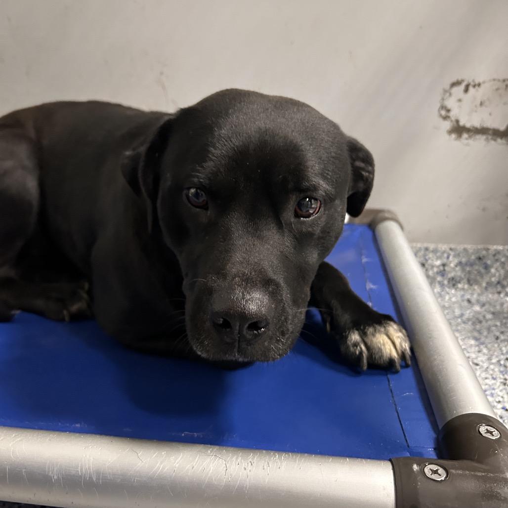 Bourbon, Adoptable, Adult Male Retriever.