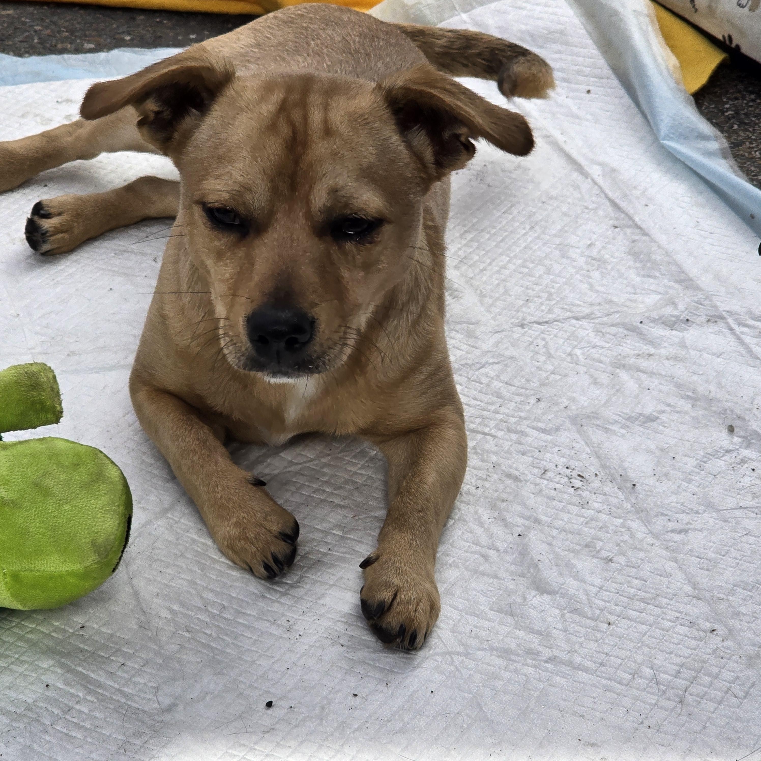 Enlarge Tater Tot, a Adoptable mixed breed in Stockton, CA image 3/6