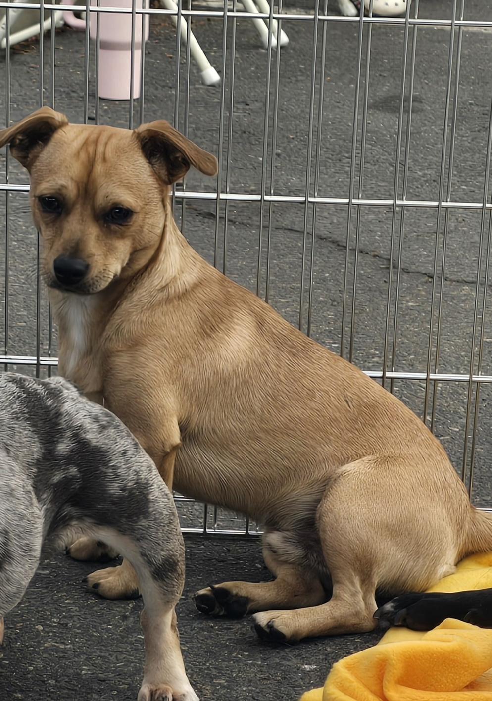 Enlarge Tater Tot, a Adoptable mixed breed in Stockton, CA image 2/6