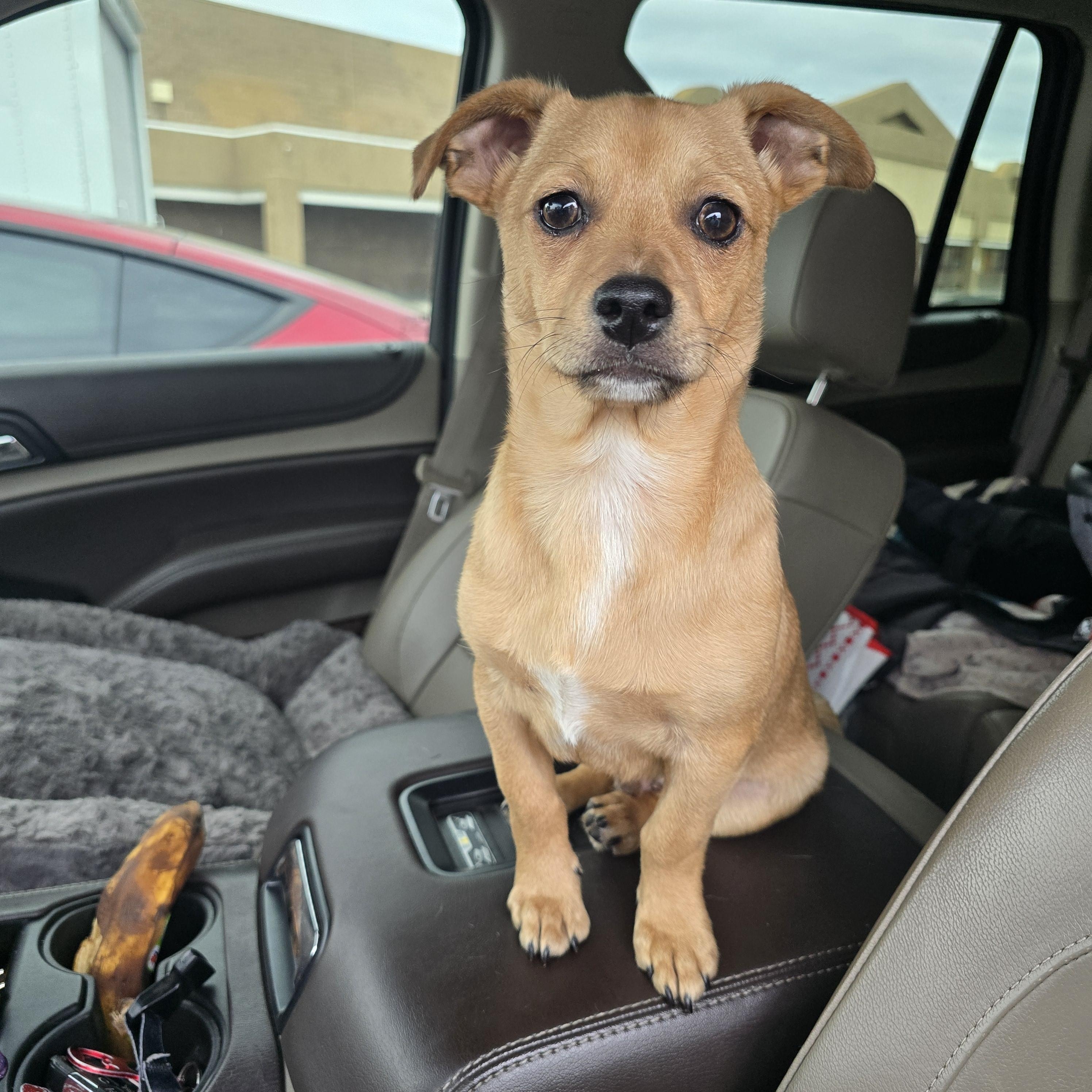 Enlarge Tater Tot, a Adoptable mixed breed in Stockton, CA image 2/6