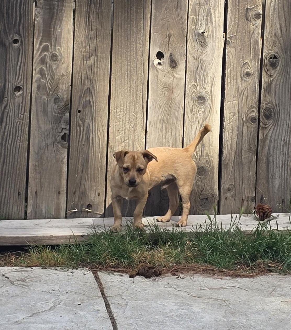Enlarge Tater Tot, a Adoptable mixed breed in Stockton, CA image 5/6