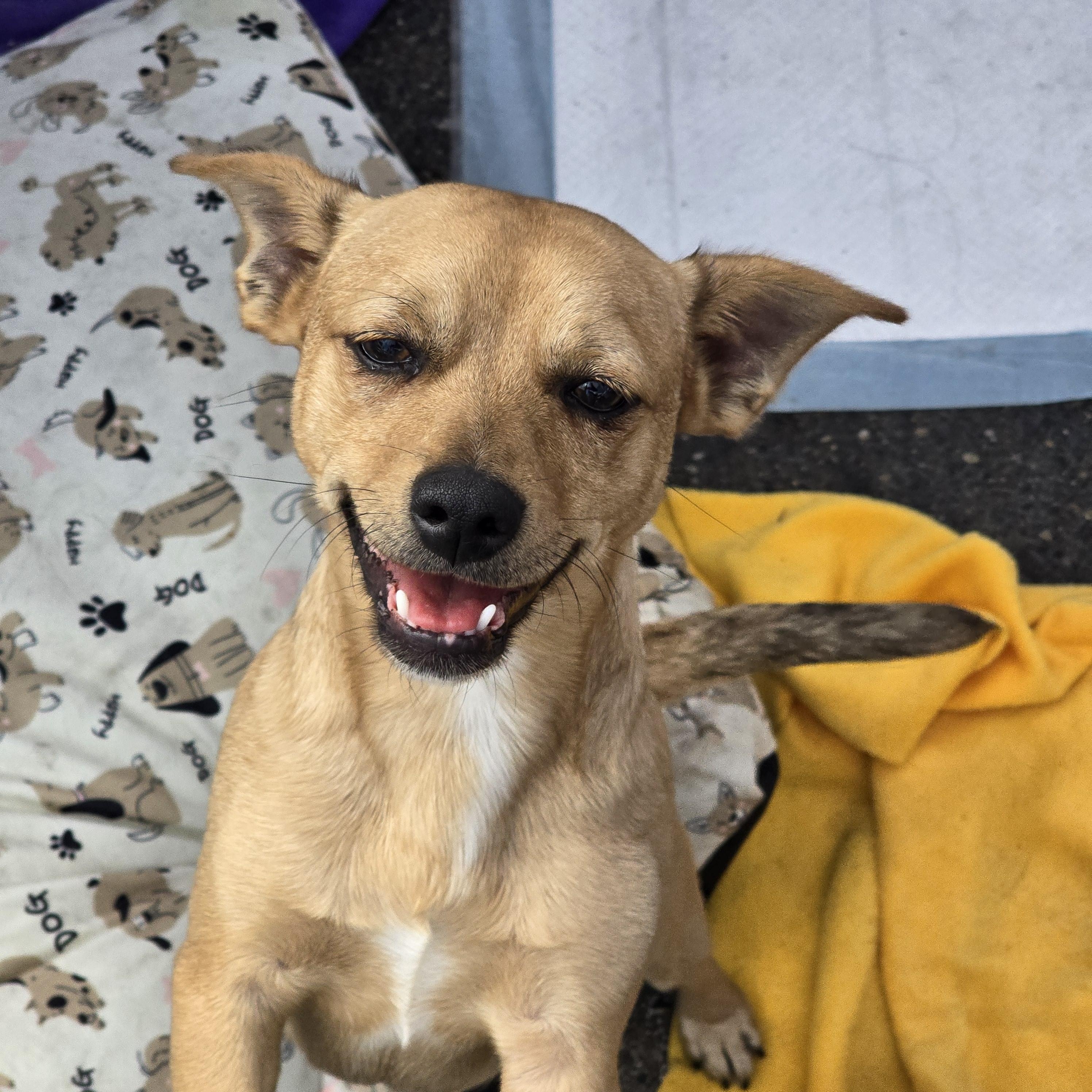 Tater Tot, Adoptable, Young Male Terrier & Dachshund.