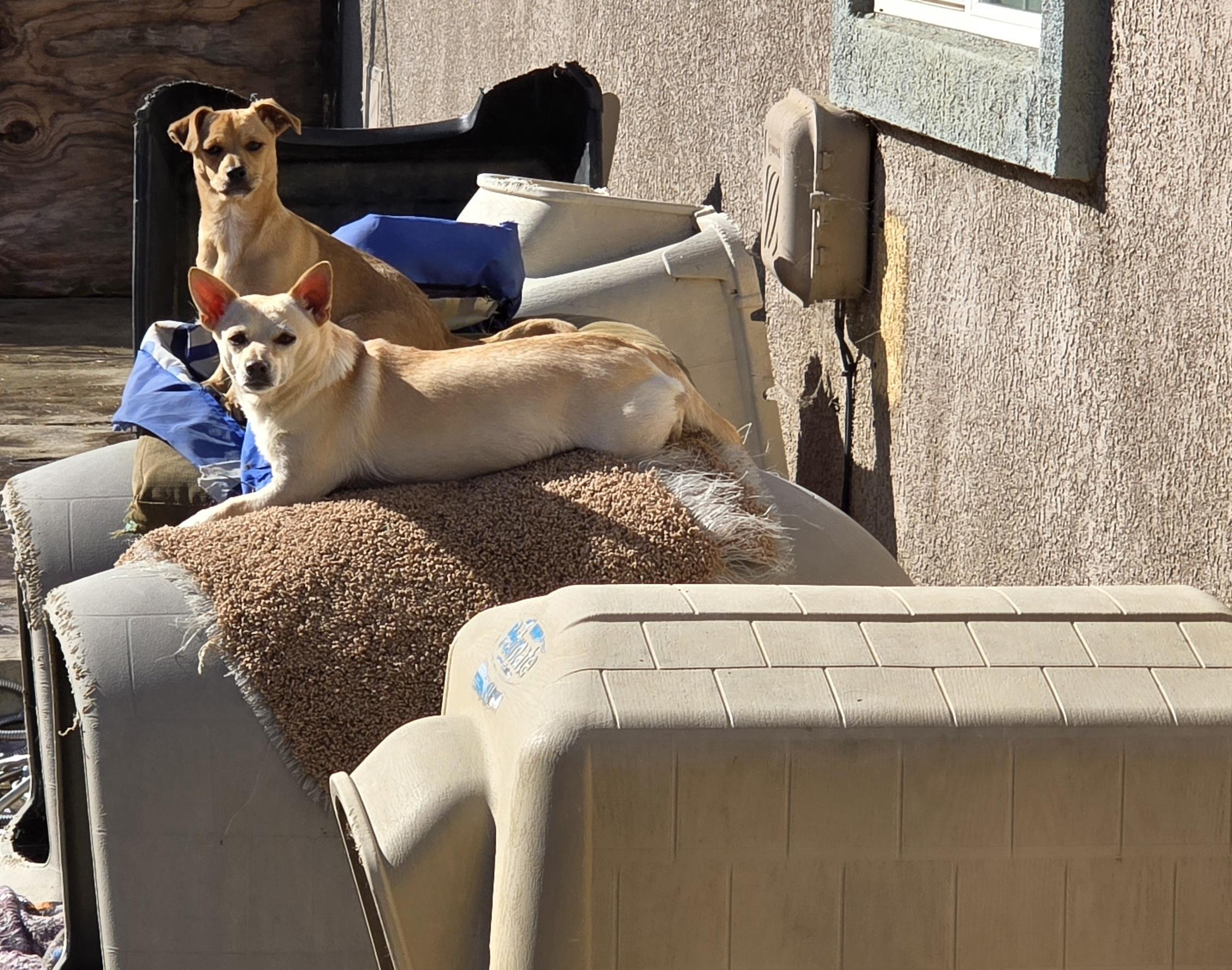 Enlarge Tater Tot, a Adoptable mixed breed in Stockton, CA image 3/6
