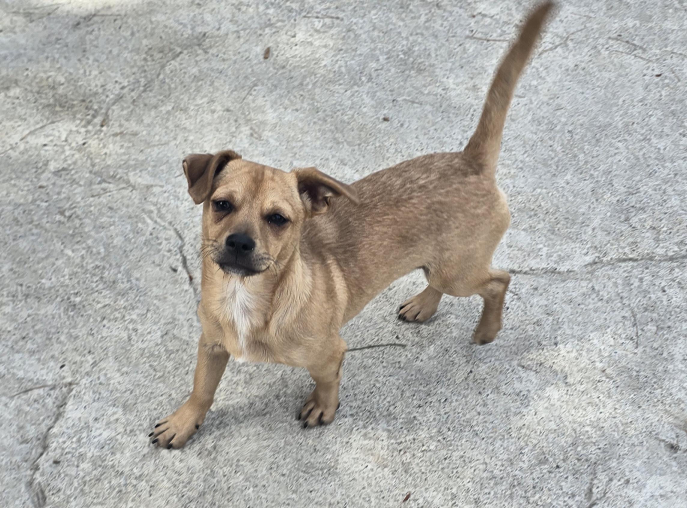 Enlarge Tater Tot, a Adoptable mixed breed in Stockton, CA image 6/6