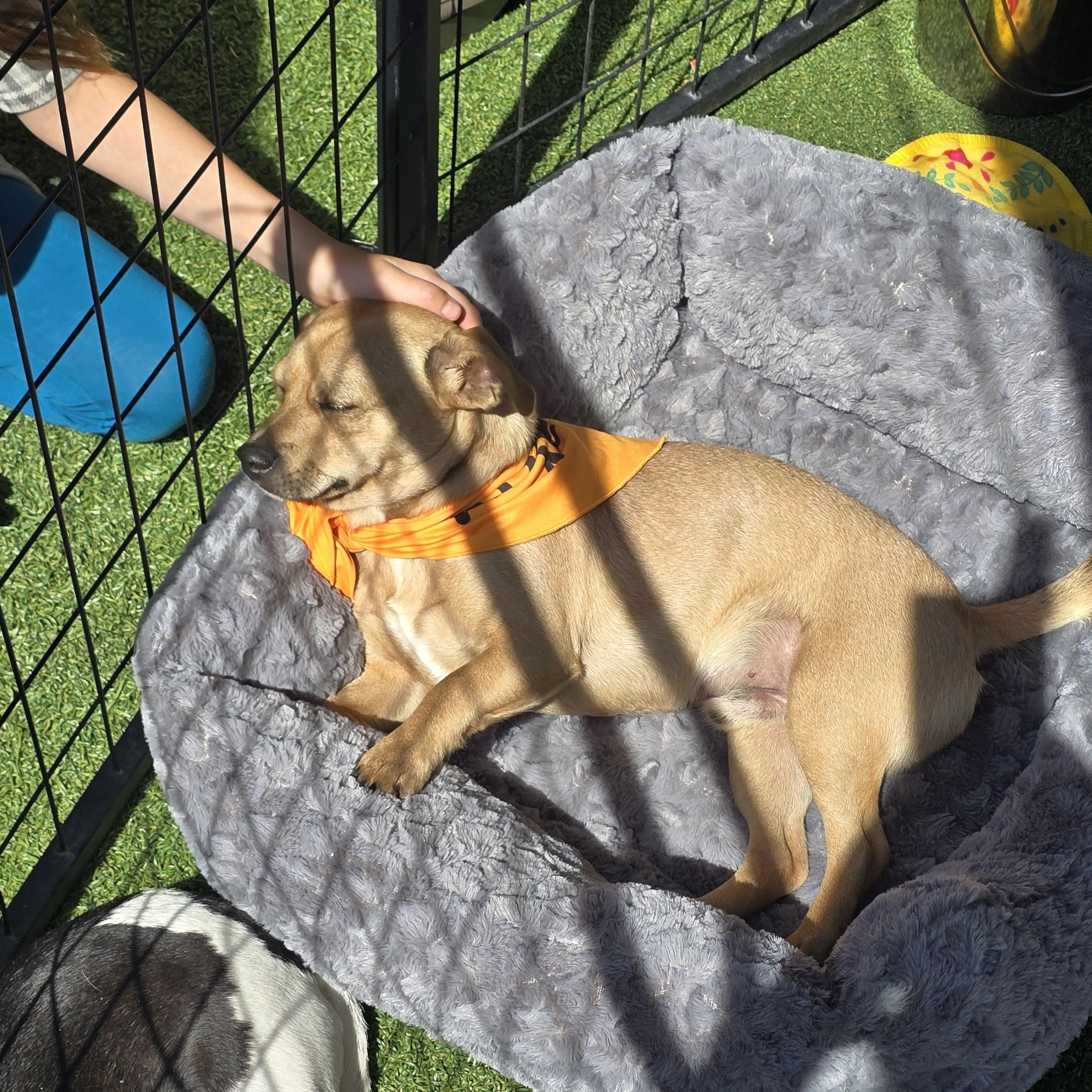 Enlarge Tater Tot, a Adoptable mixed breed in Stockton, CA image 6/6