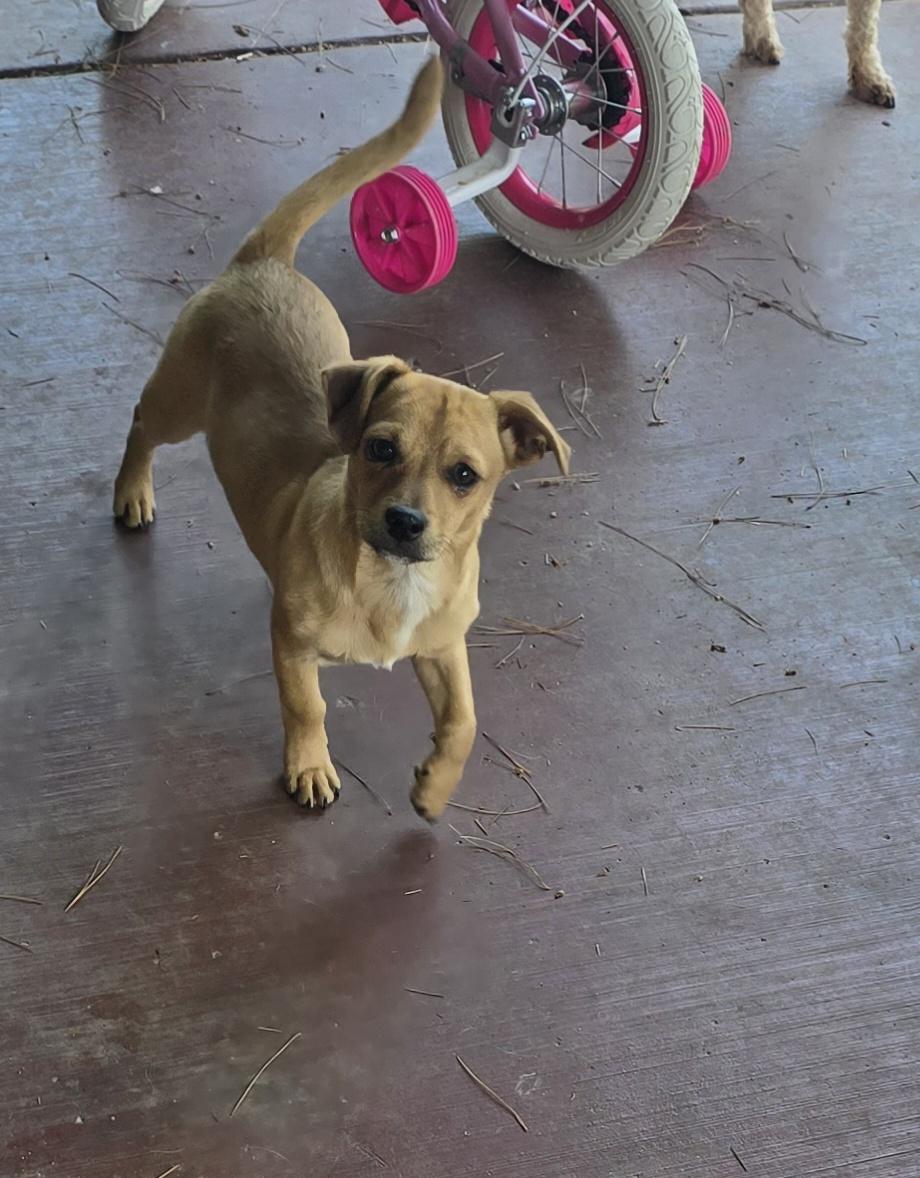 Enlarge Tater Tot, a Adoptable mixed breed in Stockton, CA image 4/6