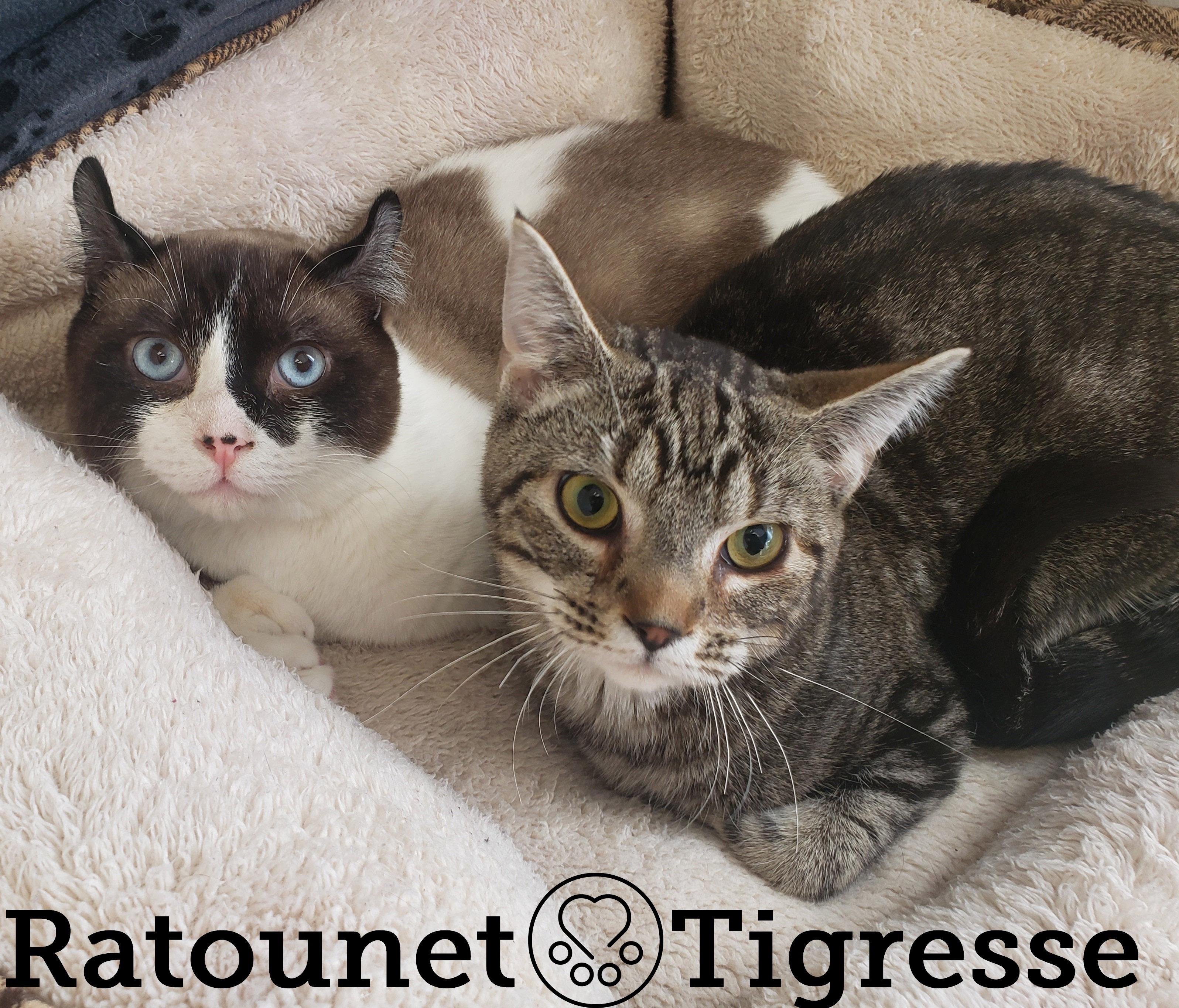 Ratounet, an adoptable mixed breed in Anjou, QC image 2/3