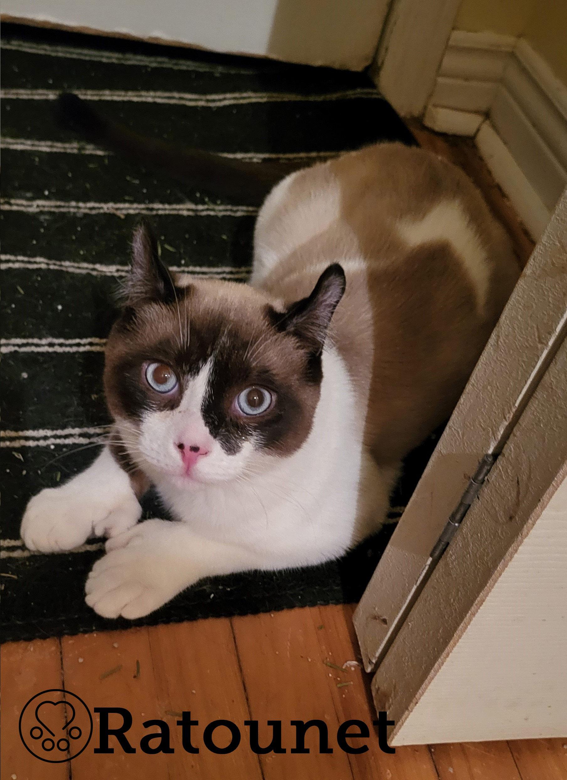 Ratounet, ADOPTABLE, Young Male Extra-Toes Cat / Hemingway Polydactyl & Snowshoe.
