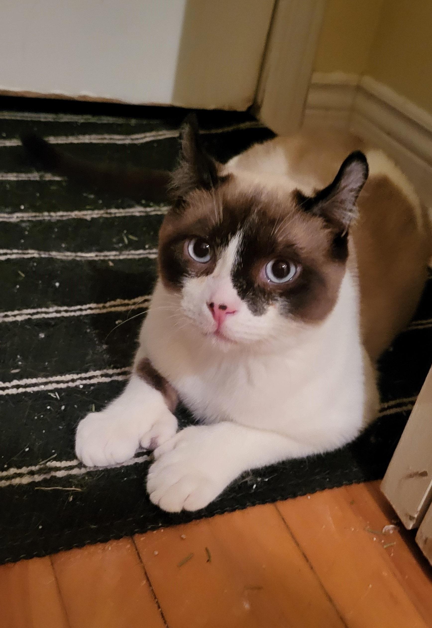 Enlarge Ratounet, a ADOPTABLE mixed breed in Anjou, QC image 2/2