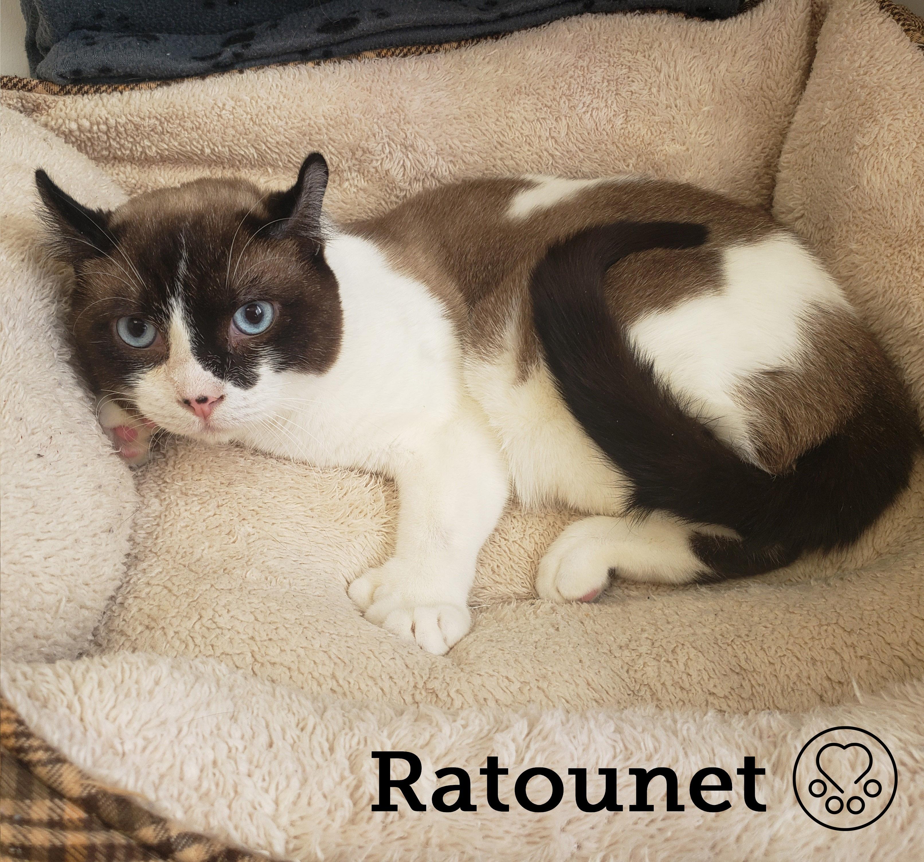 Ratounet, adoptable, Young Male Extra-Toes Cat / Hemingway Polydactyl & Snowshoe.