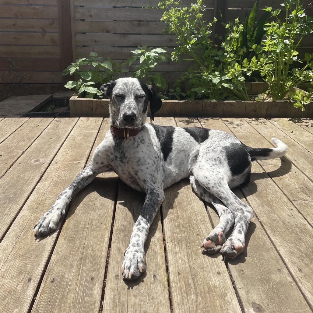 Enlarge Kahlo, a Adoptable mixed breed in Tacoma, WA image 2/3