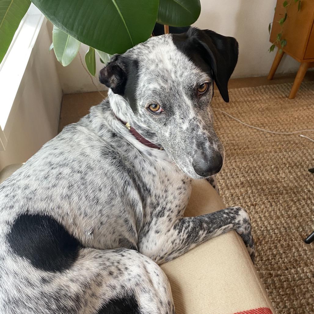 Enlarge Kahlo, a Adoptable mixed breed in Tacoma, WA image 3/3