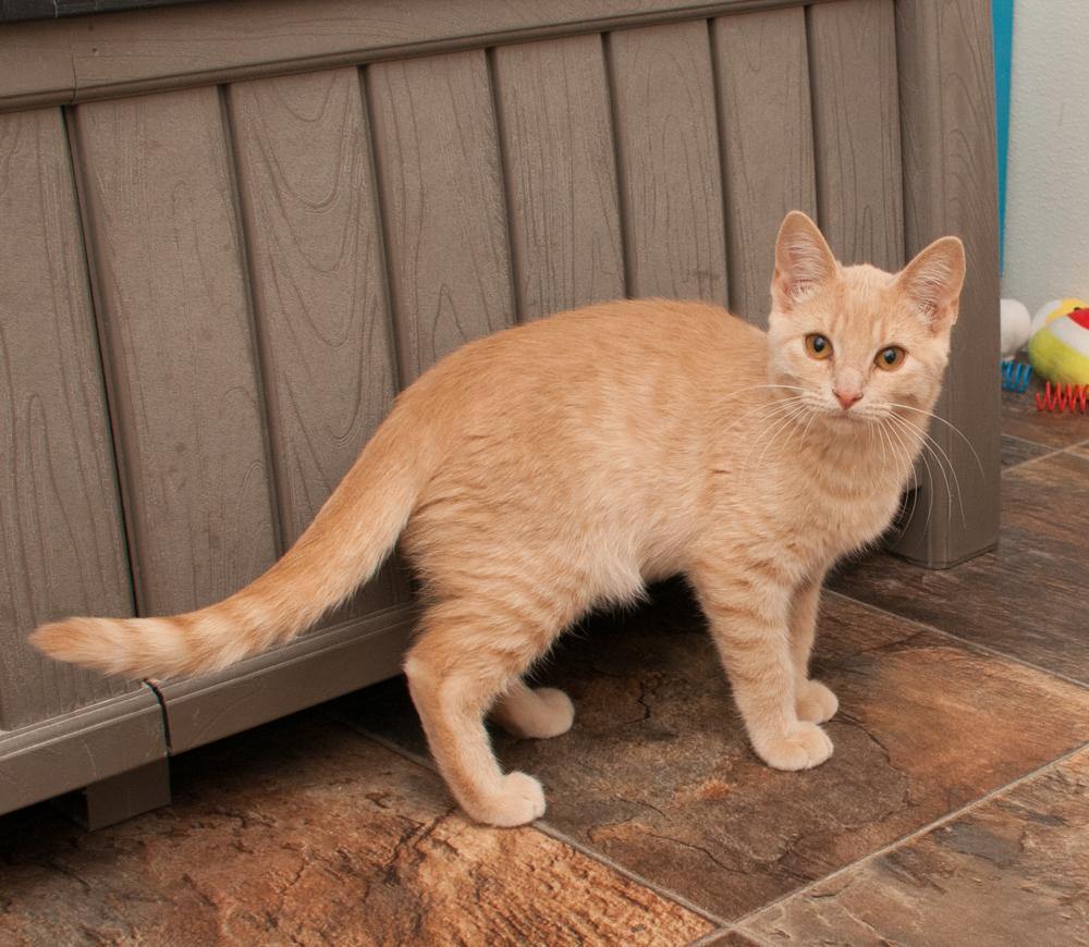 Enlarge Biscuit (gets adopted with Muffin), a Adoptable Tabby in Westminster, CO image 4/4