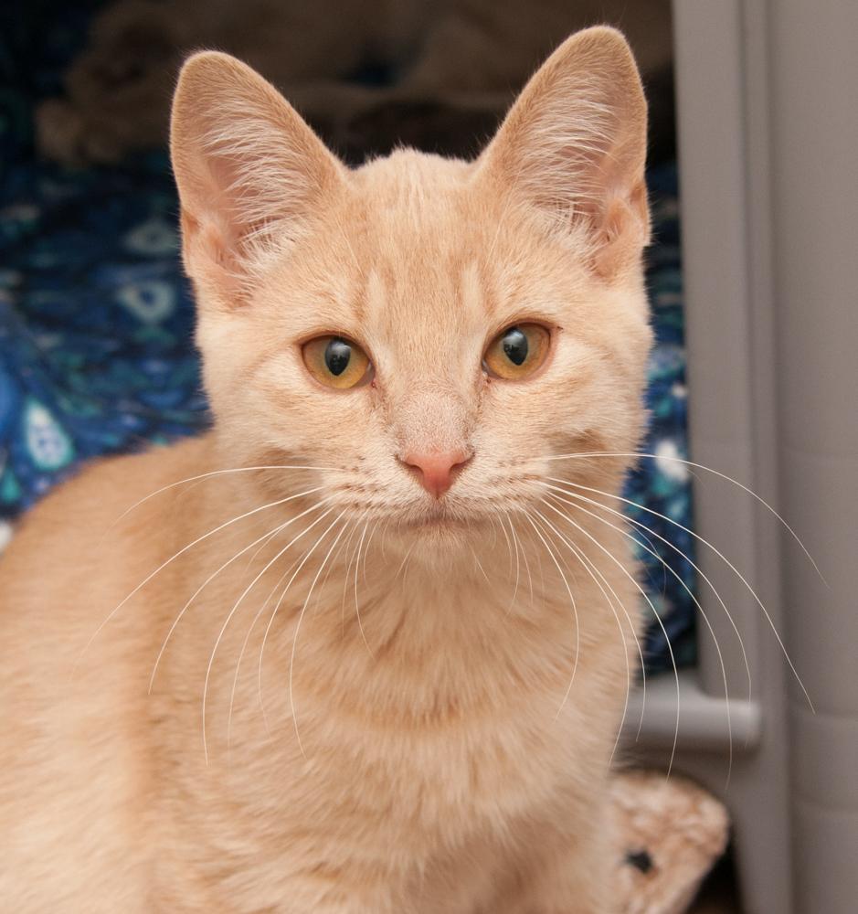 Enlarge Biscuit (gets adopted with Muffin), a Adoptable Tabby in Westminster, CO image 1/4