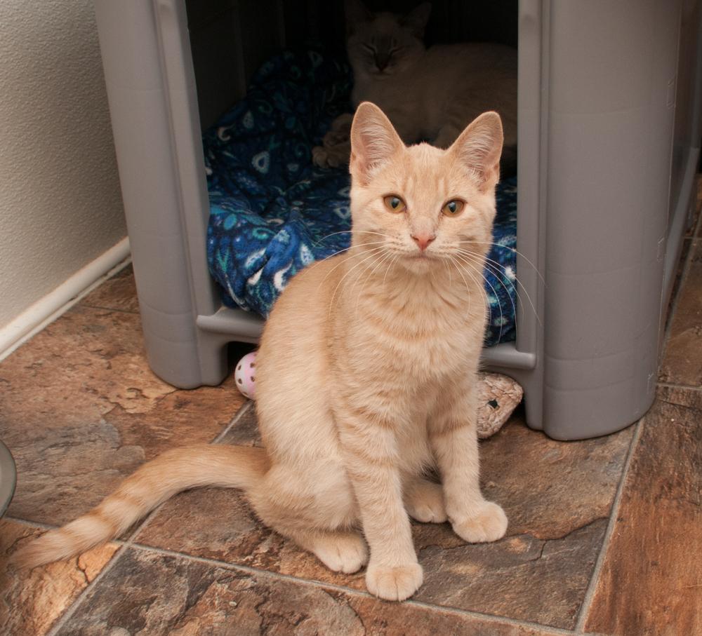 Enlarge Biscuit (gets adopted with Muffin), a Adoptable Tabby in Westminster, CO image 3/4