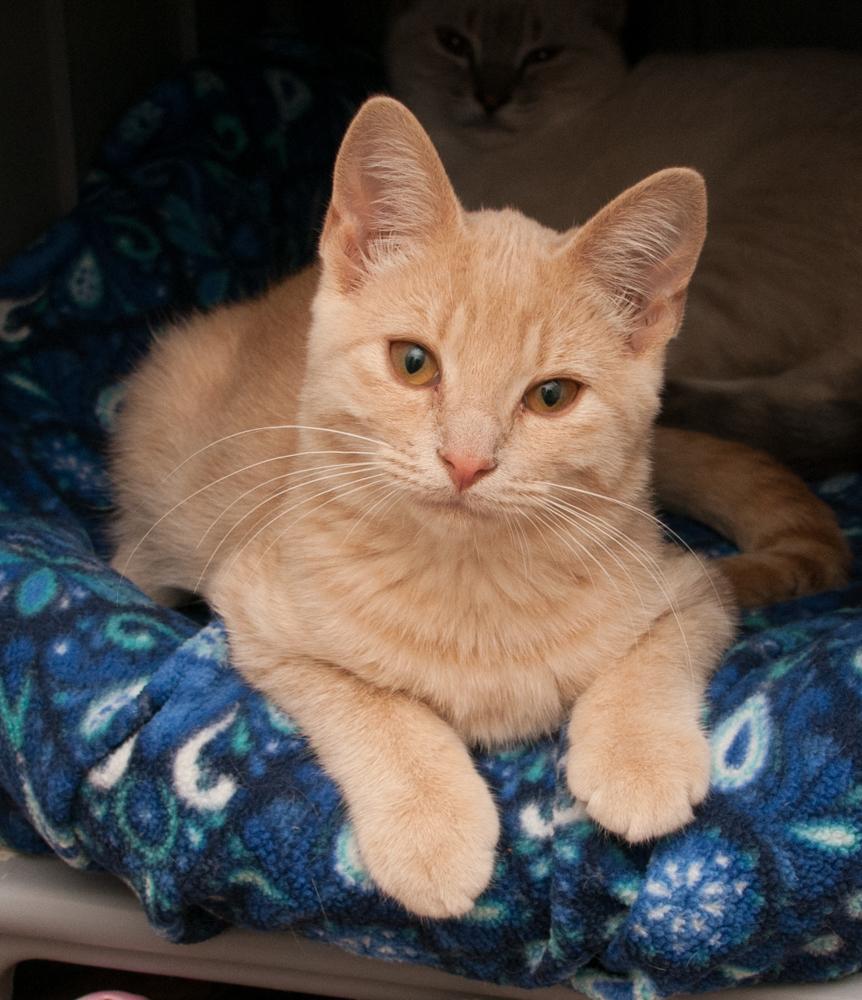 Enlarge Biscuit (gets adopted with Muffin), a Adoptable Tabby in Westminster, CO image 2/4