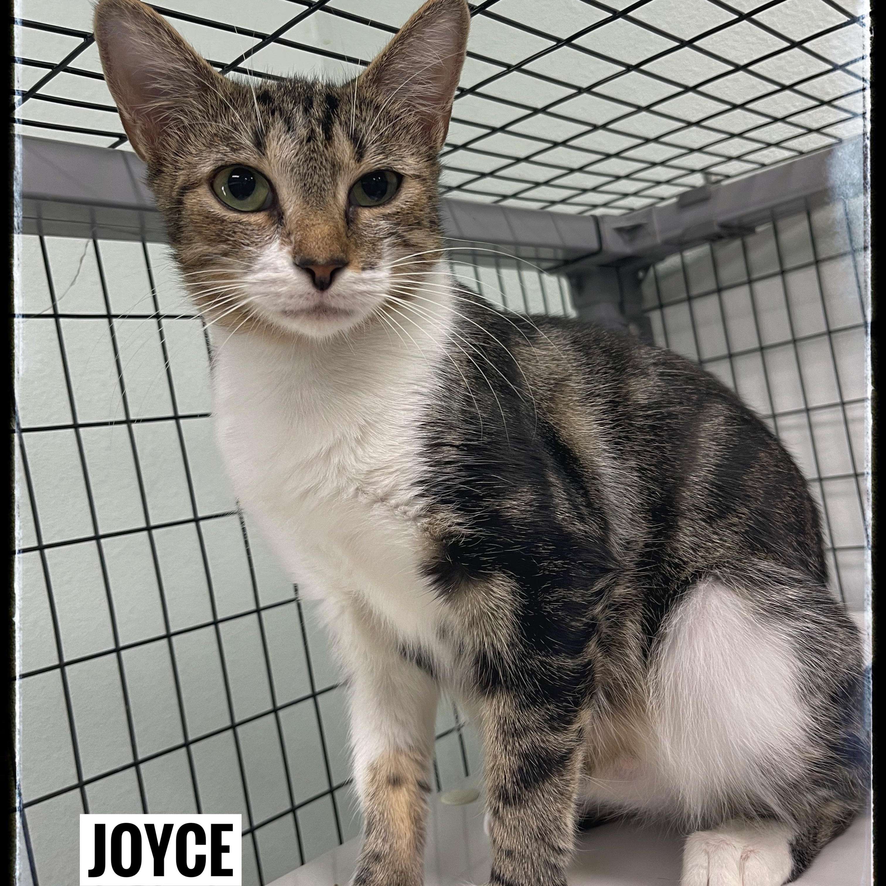 Joyce