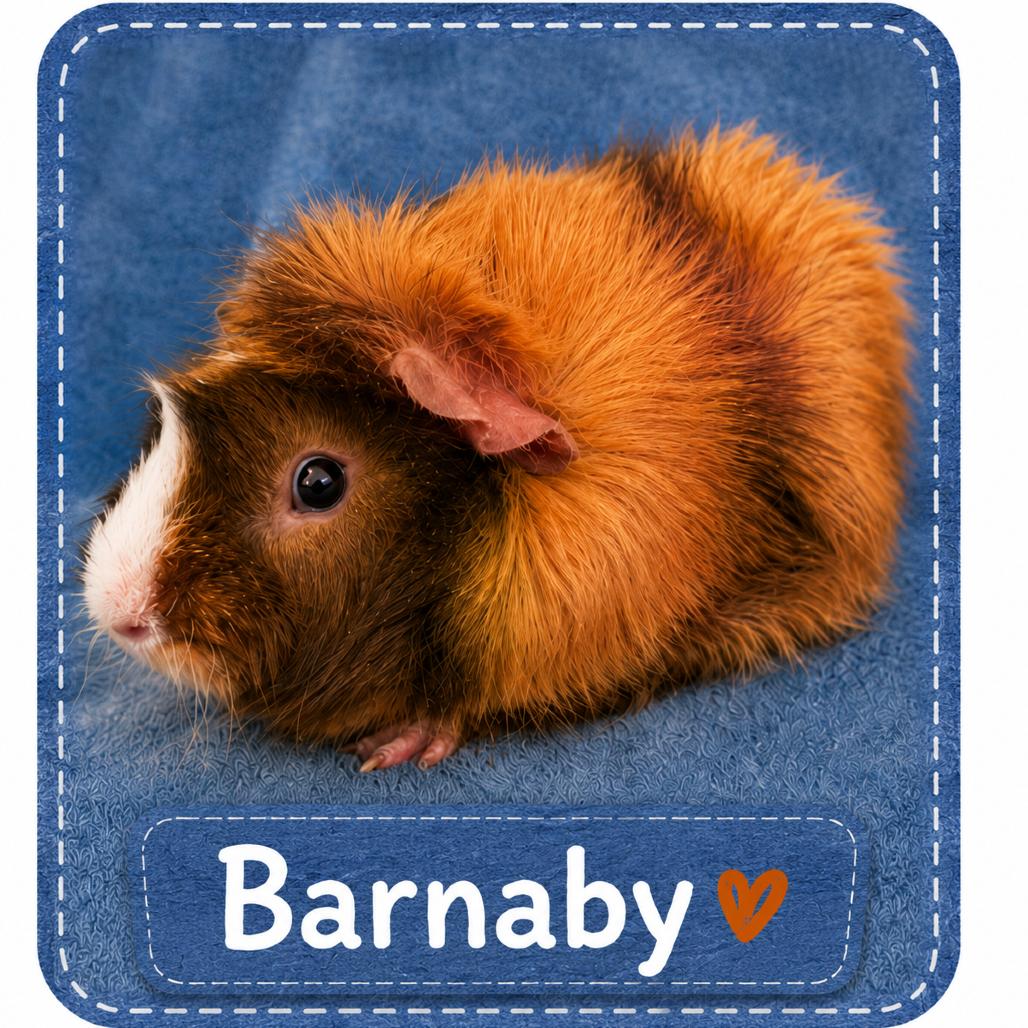 Enlarge Barnaby Gus M11156, a Adoptable Abyssinian in Princeton, MN image 1/2