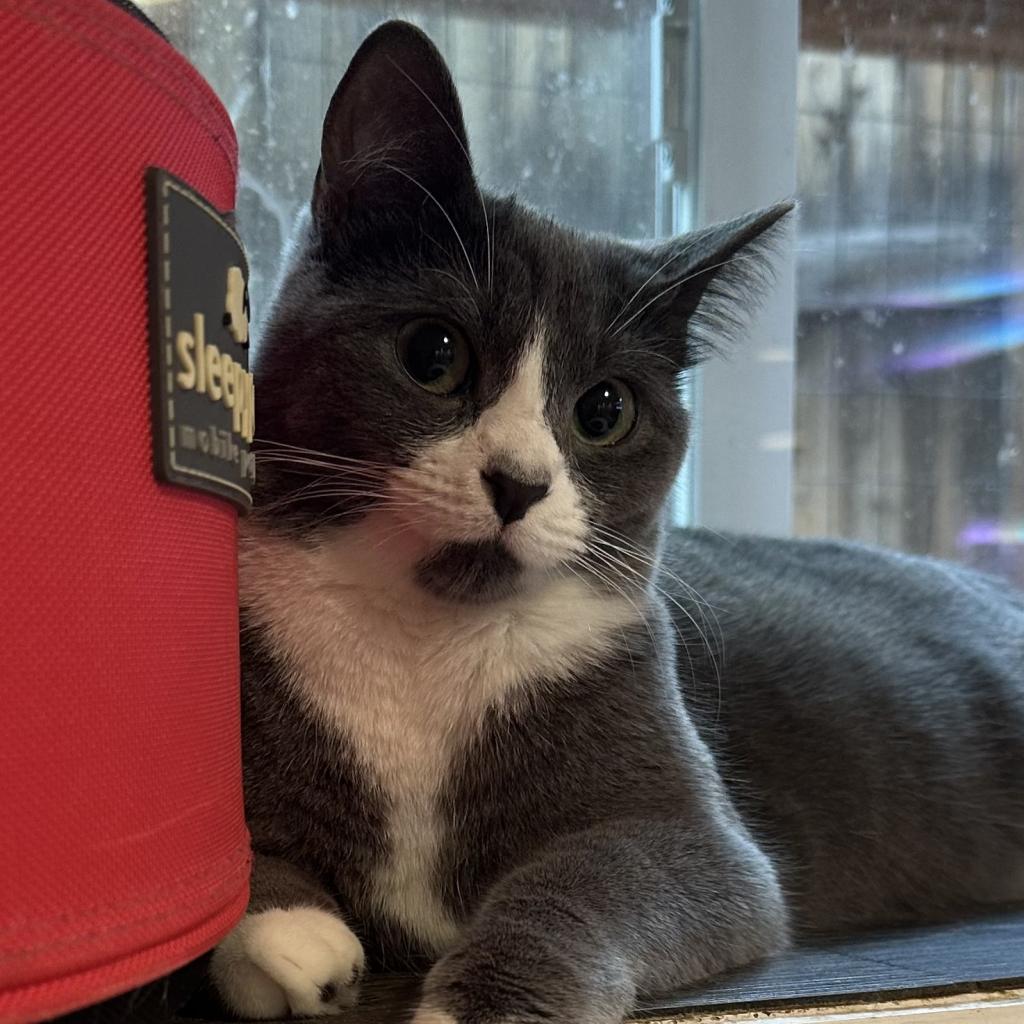 Enlarge Mint Julep, a Adoptable Domestic Short Hair in Boulder, CO image 1/6