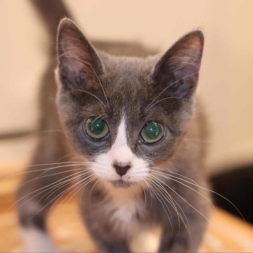 Enlarge Mint Julep, a Adoptable Domestic Short Hair in Boulder, CO image 3/6