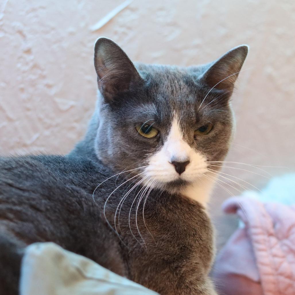 Enlarge Mint Julep, a Adoptable Domestic Short Hair in Boulder, CO image 4/6