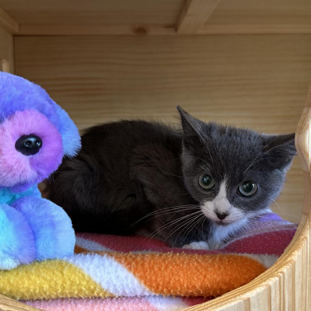 Enlarge Mint Julep, a Adoptable Domestic Short Hair in Boulder, CO image 5/6