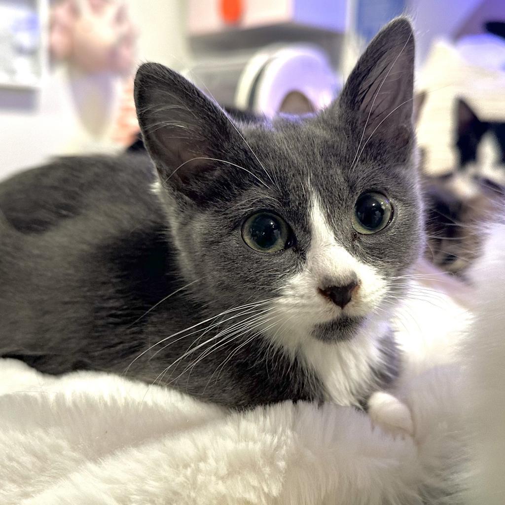 Enlarge Mint Julep, a Adoptable Domestic Short Hair in Boulder, CO image 6/6