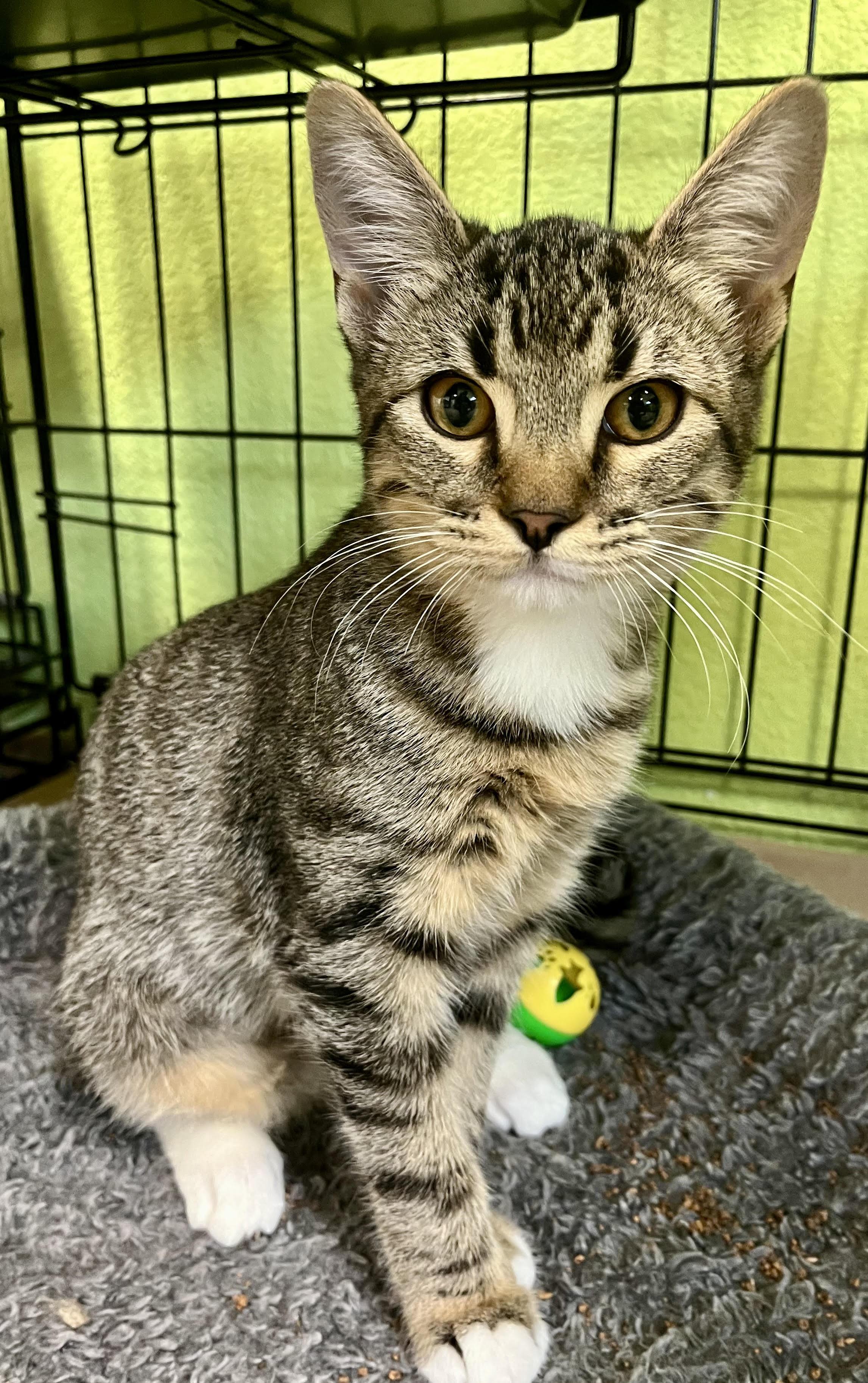 Sarah, ADOPTABLE, Young Female Domestic Short Hair.