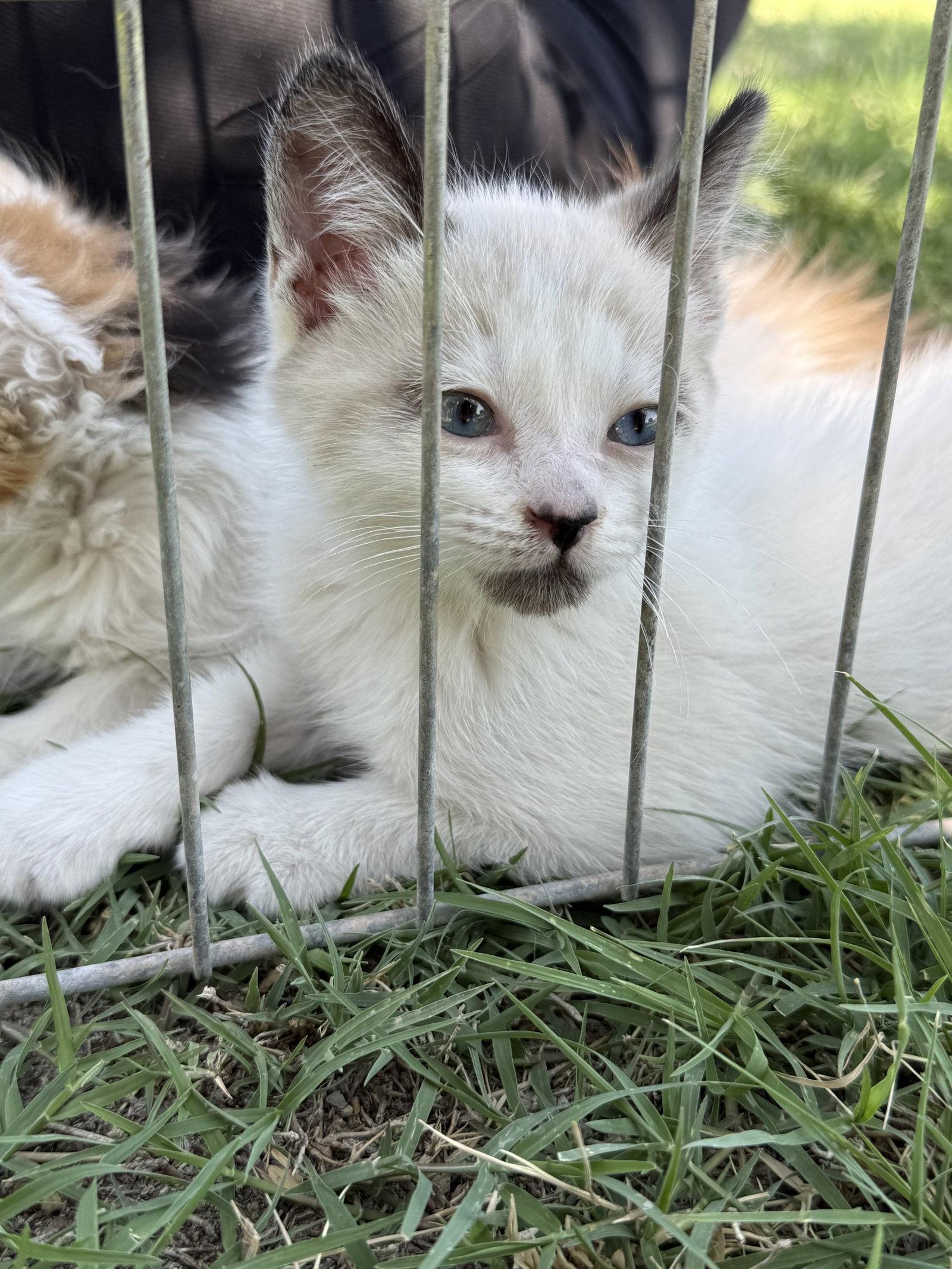 Enlarge Popcorn, a Adoptable Domestic Short Hair in Queen Creek, AZ image 2/3