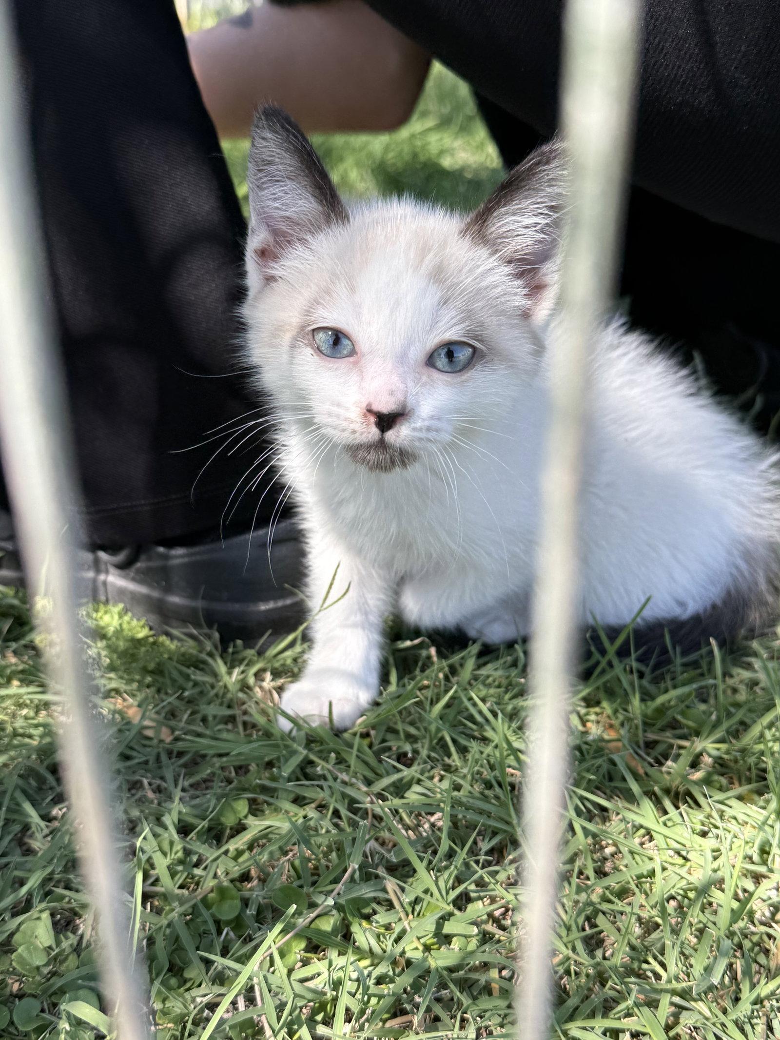 Enlarge Popcorn, a Adoptable Domestic Short Hair in Queen Creek, AZ image 3/3