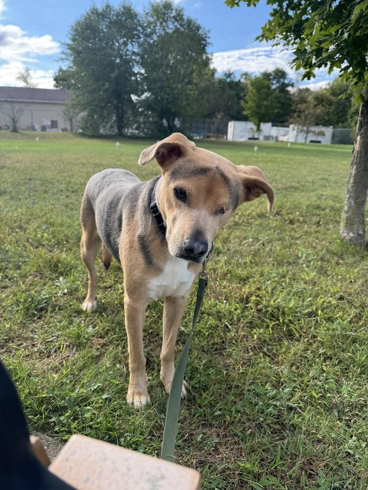 Sonny, Adoptable, Adult Male Shepherd.