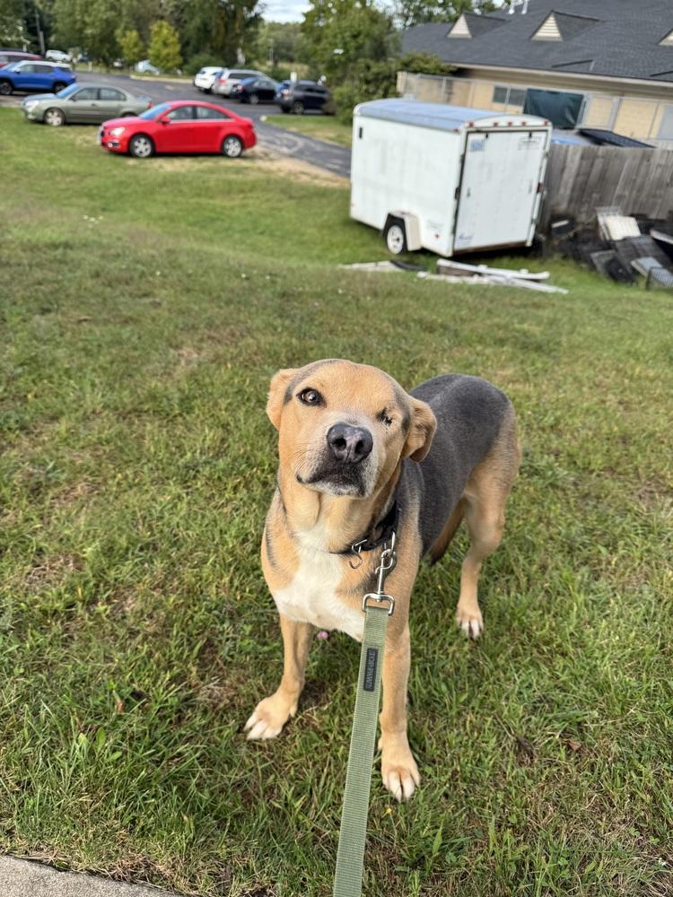 Enlarge Sonny, a Adoptable mixed breed in Kalamazoo, MI image 2/6