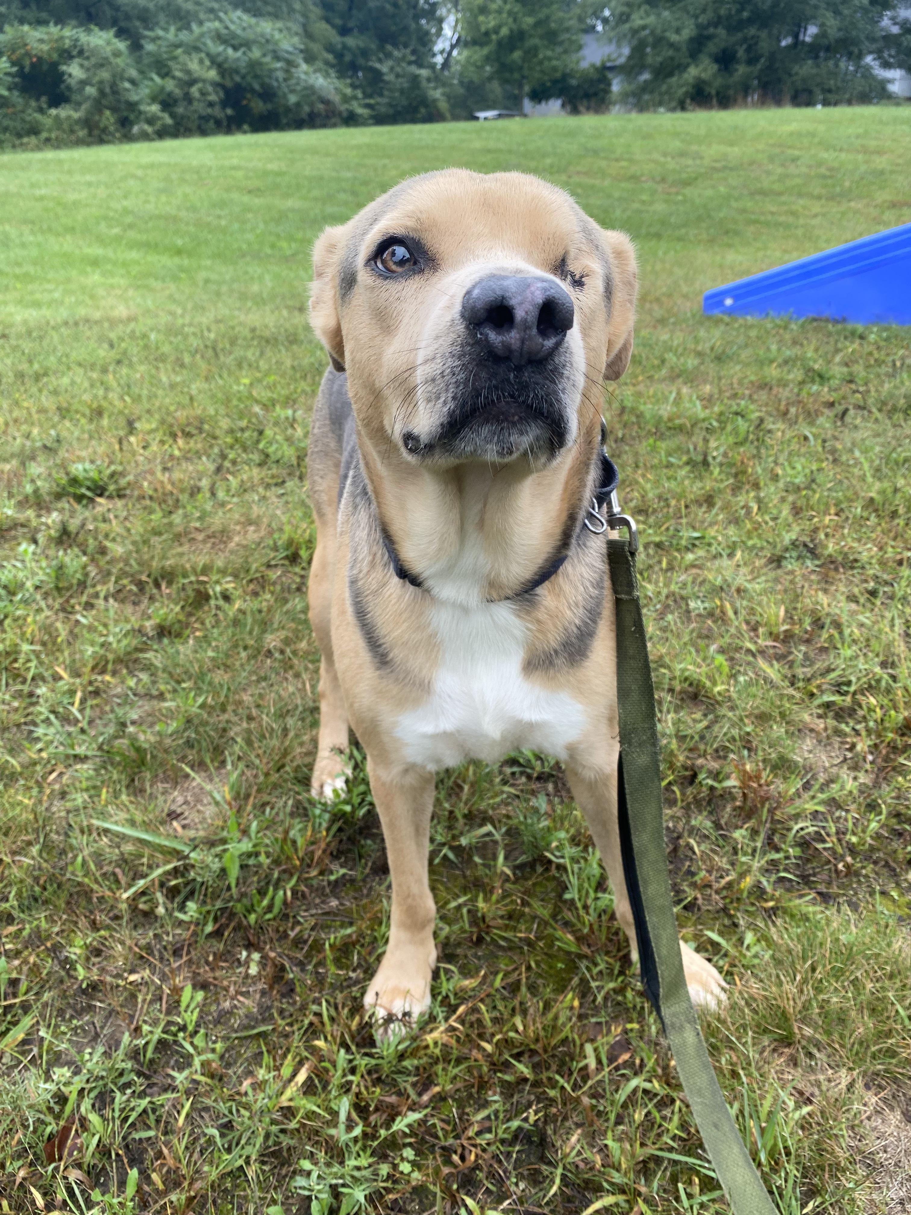Enlarge Sonny, a Adoptable mixed breed in Kalamazoo, MI image 3/6