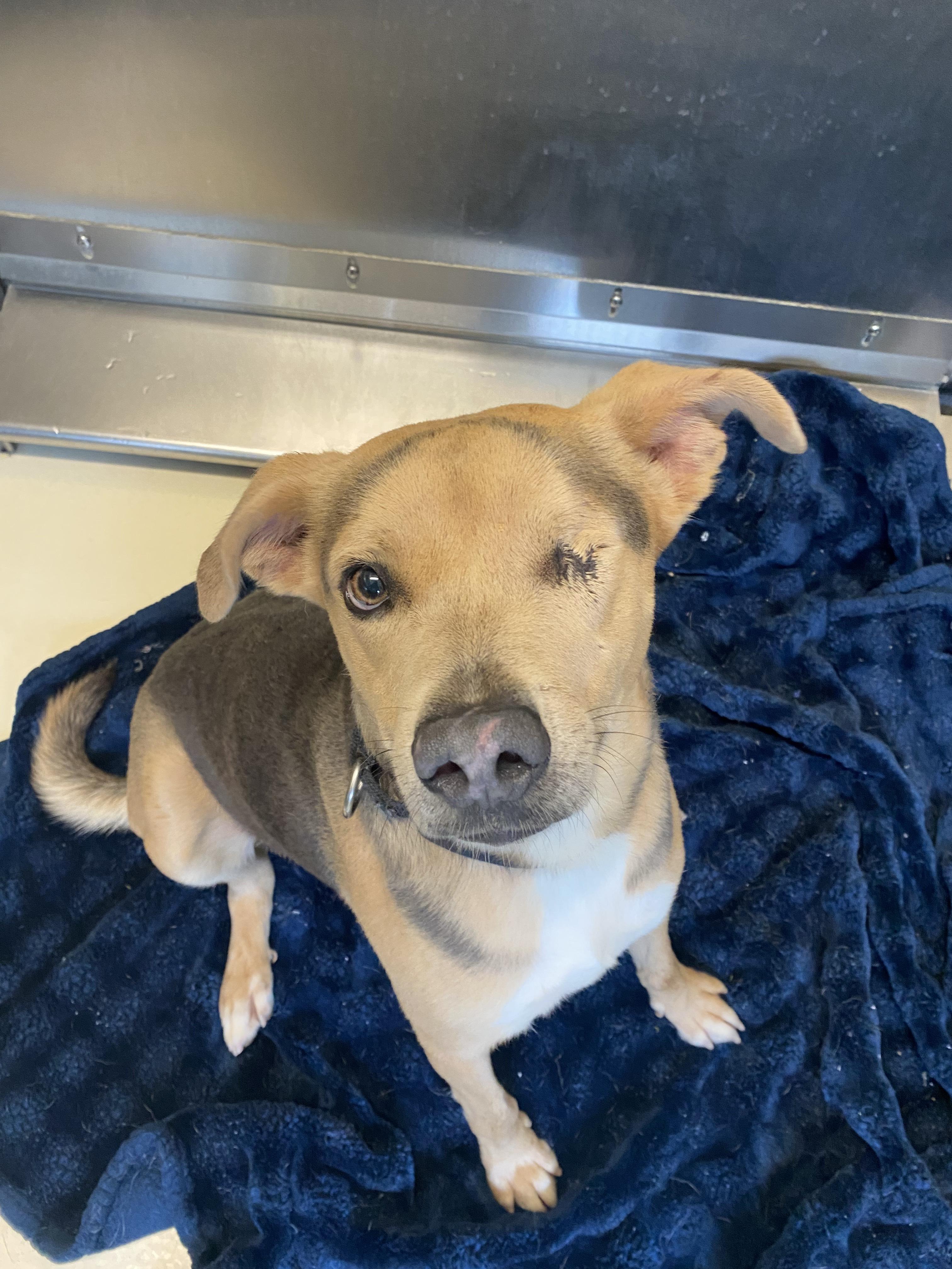 Enlarge Sonny, a Adoptable mixed breed in Kalamazoo, MI image 4/6