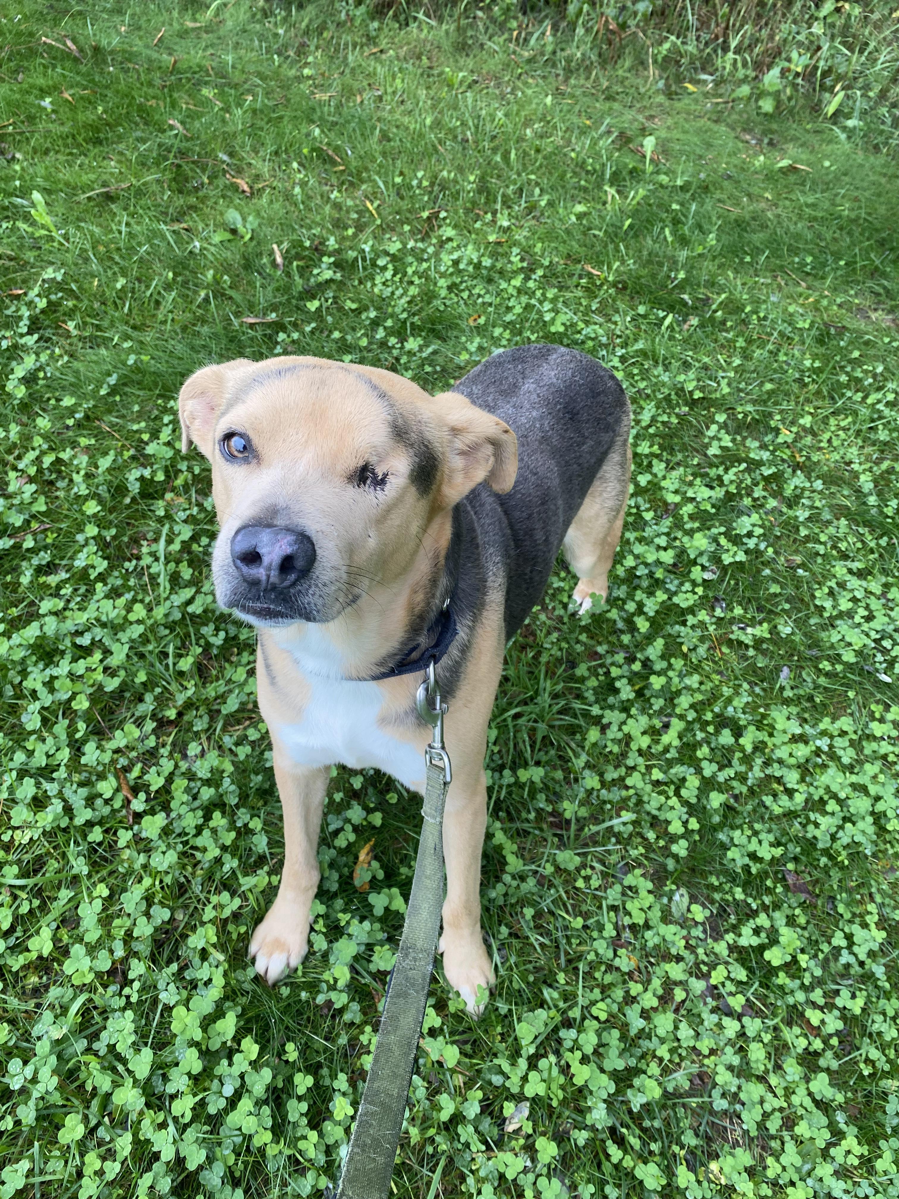 Enlarge Sonny, a Adoptable mixed breed in Kalamazoo, MI image 5/6