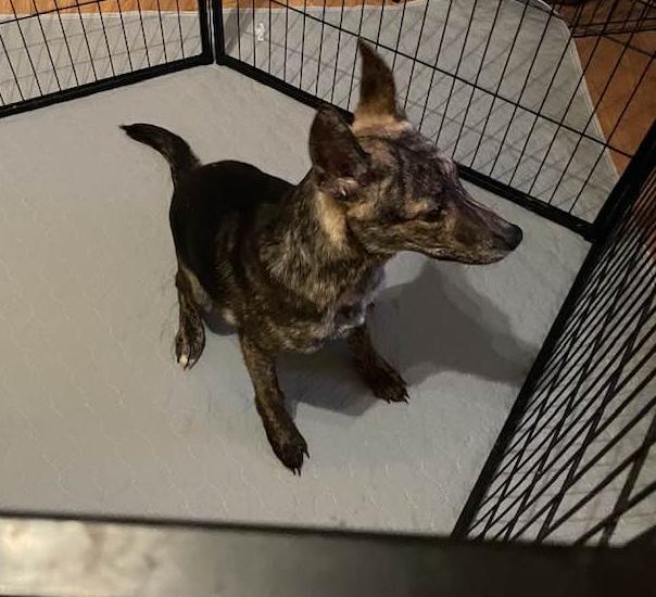 Enlarge Stallone, a ADOPTABLE mixed breed in Tehachapi, CA image 1/1