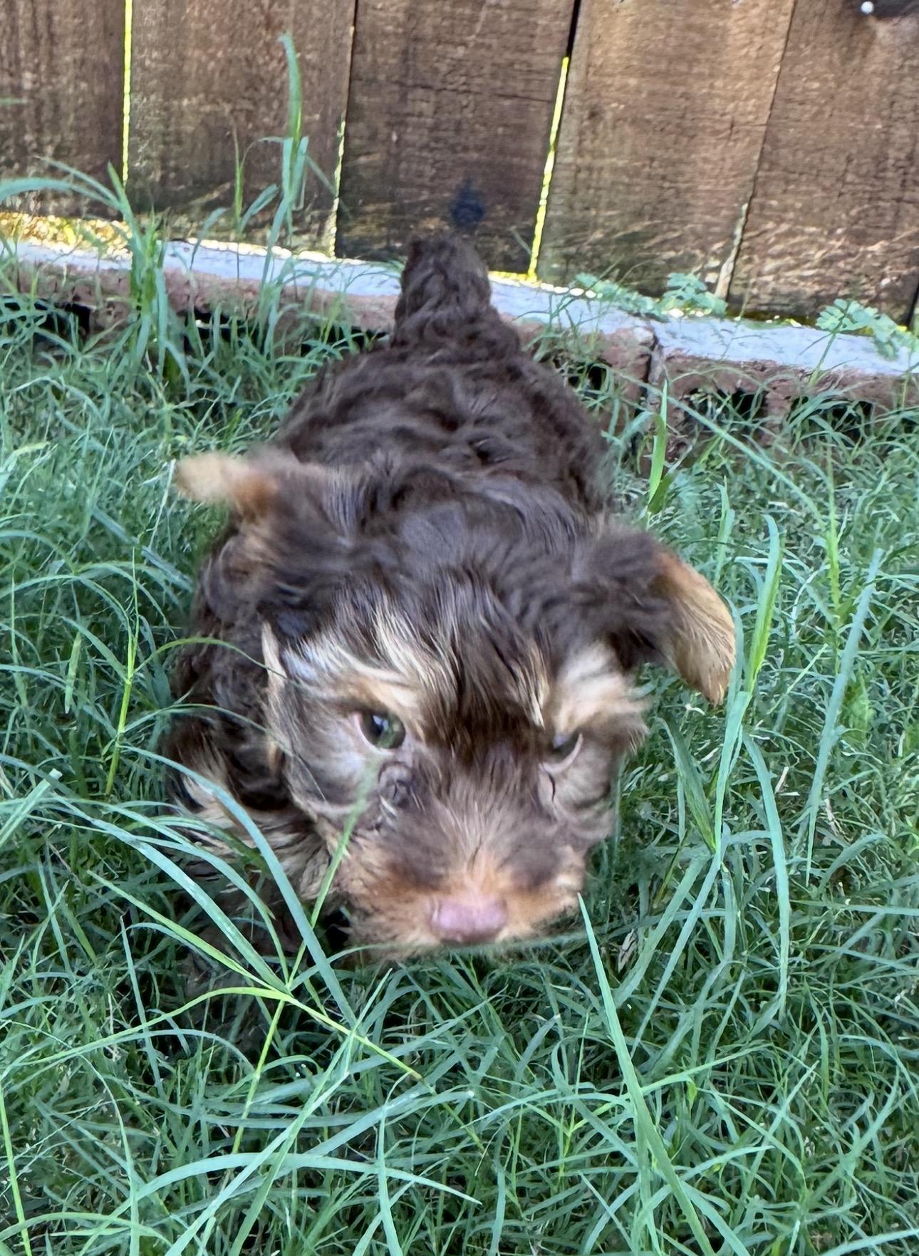 Enlarge Rowdy, a Adoptable Yorkshire Terrier in Forney, TX image 2/2