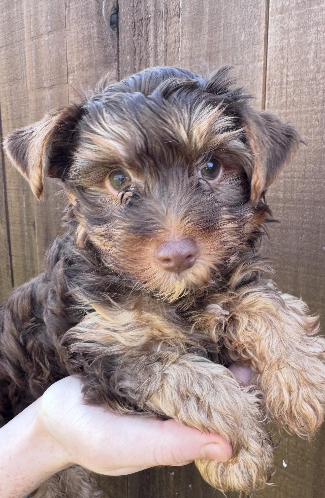 Rowdy, Adoptable, Young Male Yorkshire Terrier.